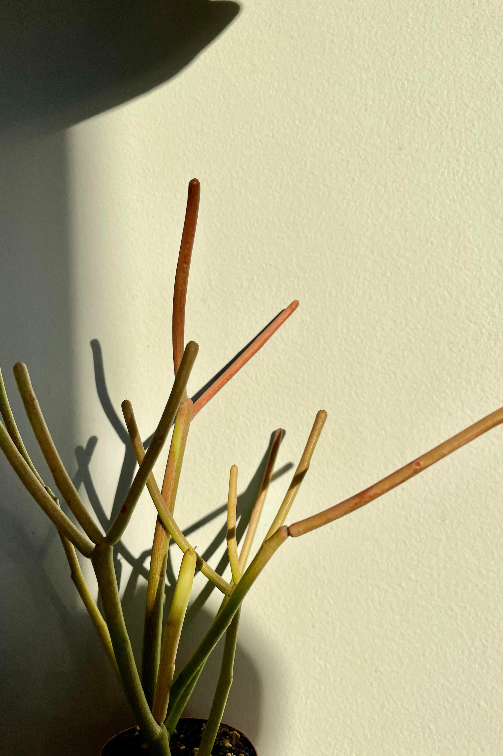 A detailed look at the Euphorbia tirucalli 'Rosea' 2" ©Sprout Home