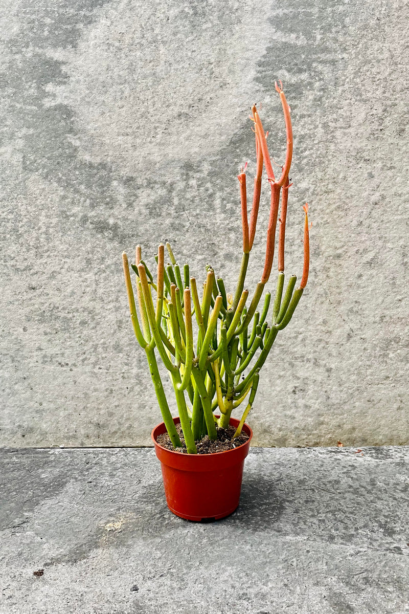 The euphorbia tirucalli 'Rosea' sits in its 4 inch growers pot against a grey backdrop.