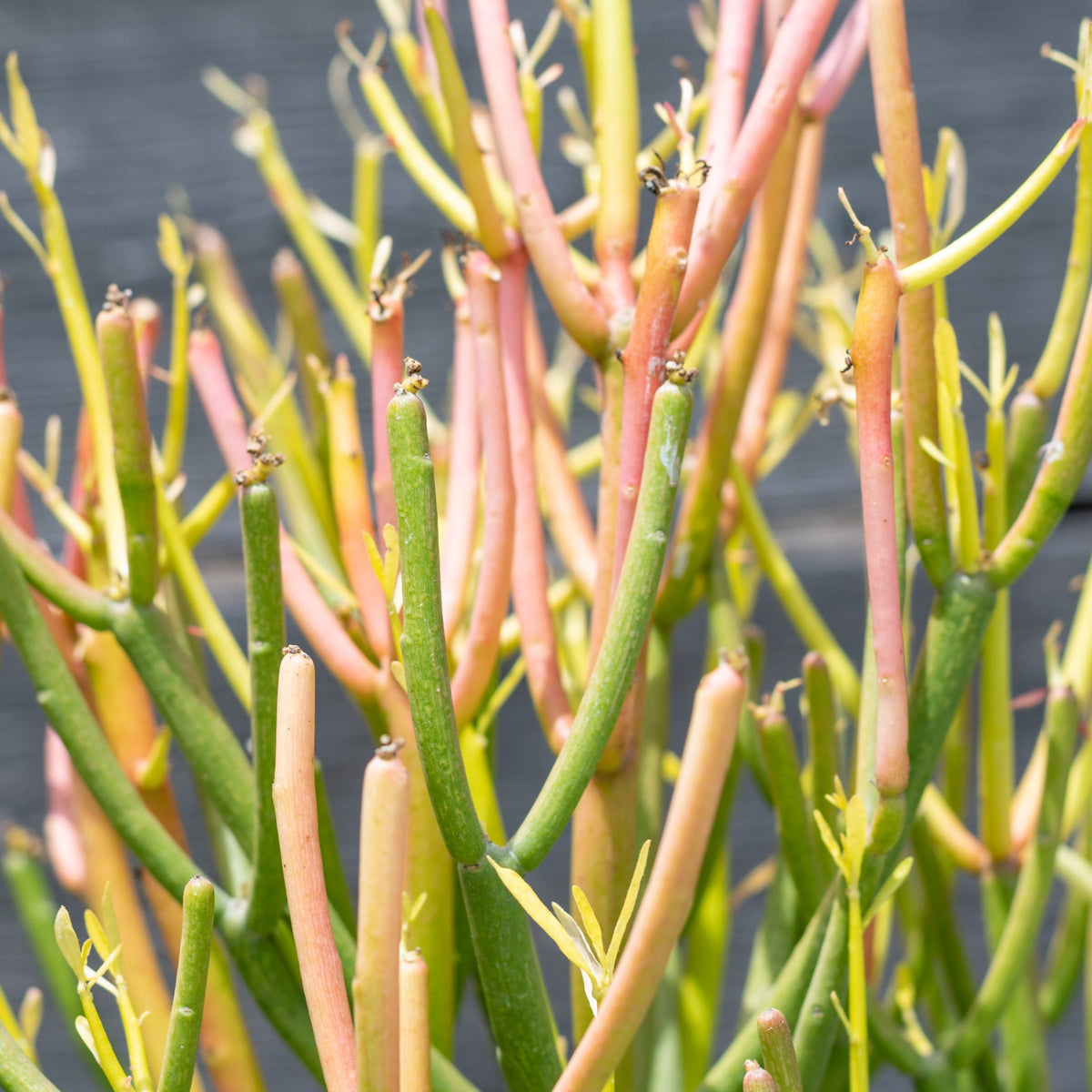 Euphorbia tirucalli 'Rosea' #5 at SPROUT HOME