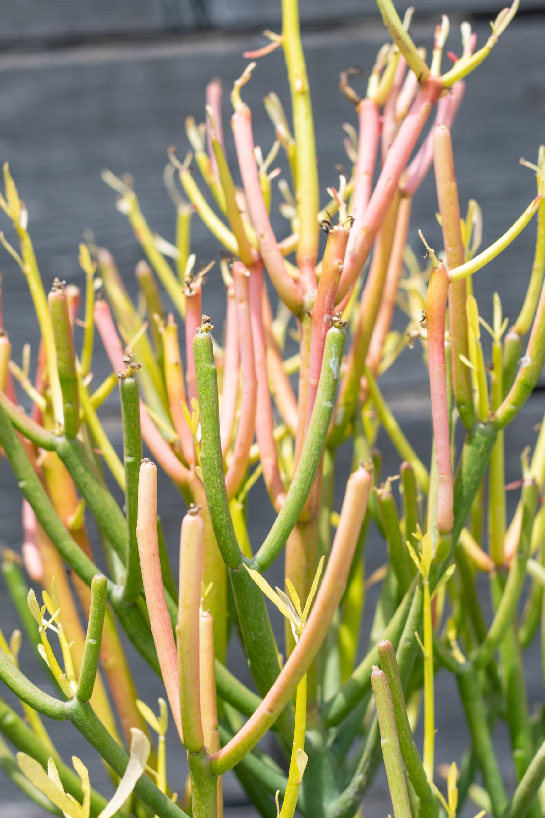 Close up of Euphorbia tirucalli rosea "Fire sticks" ©Sprout Home