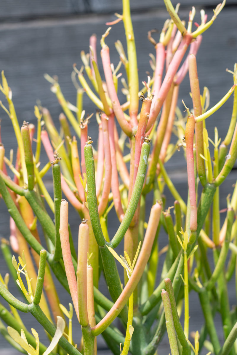 Close up of Euphorbia tirucalli rosea "Fire sticks"
