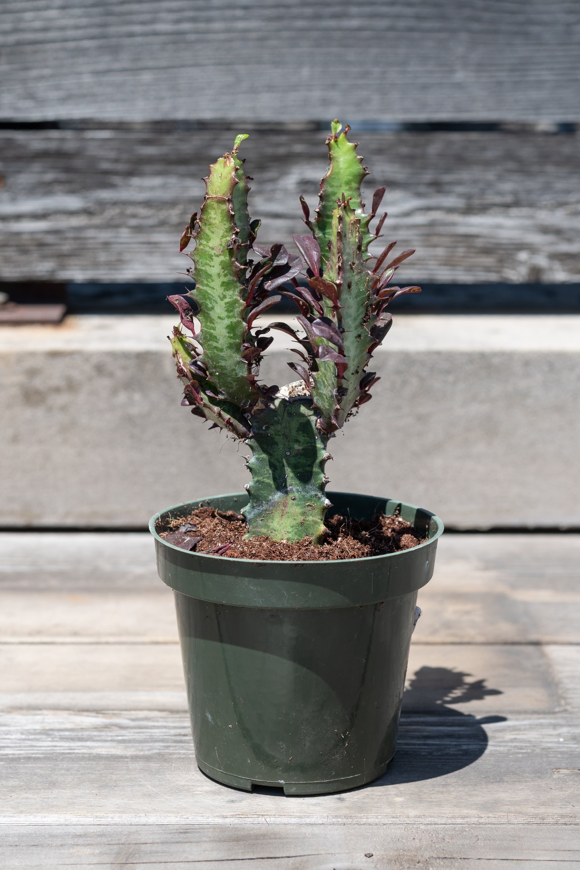 Euphorbia trigona "African milk tree" in grow pot in front of grey wood background