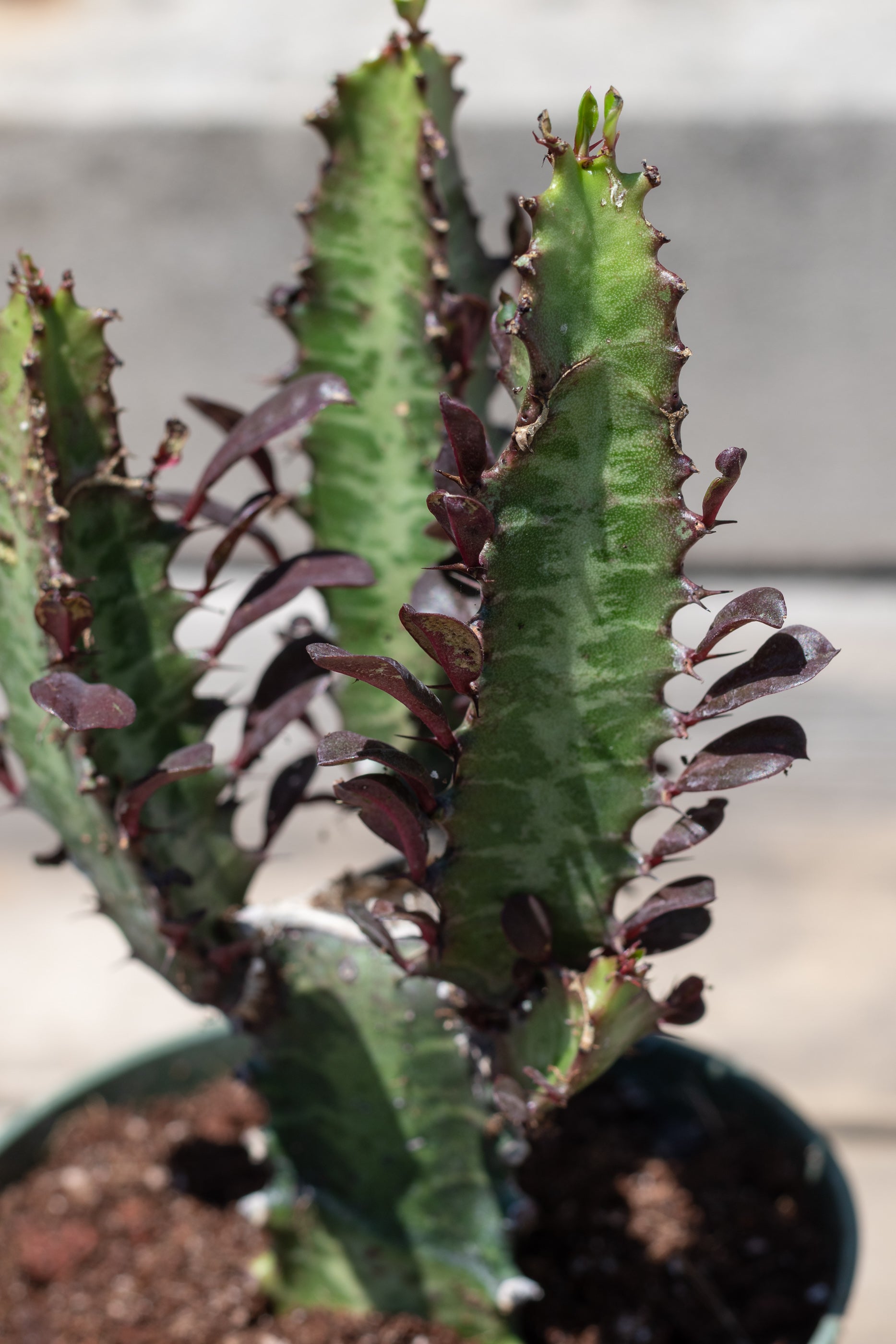 Close up of Euphorbia trigona "African milk tree" stalks