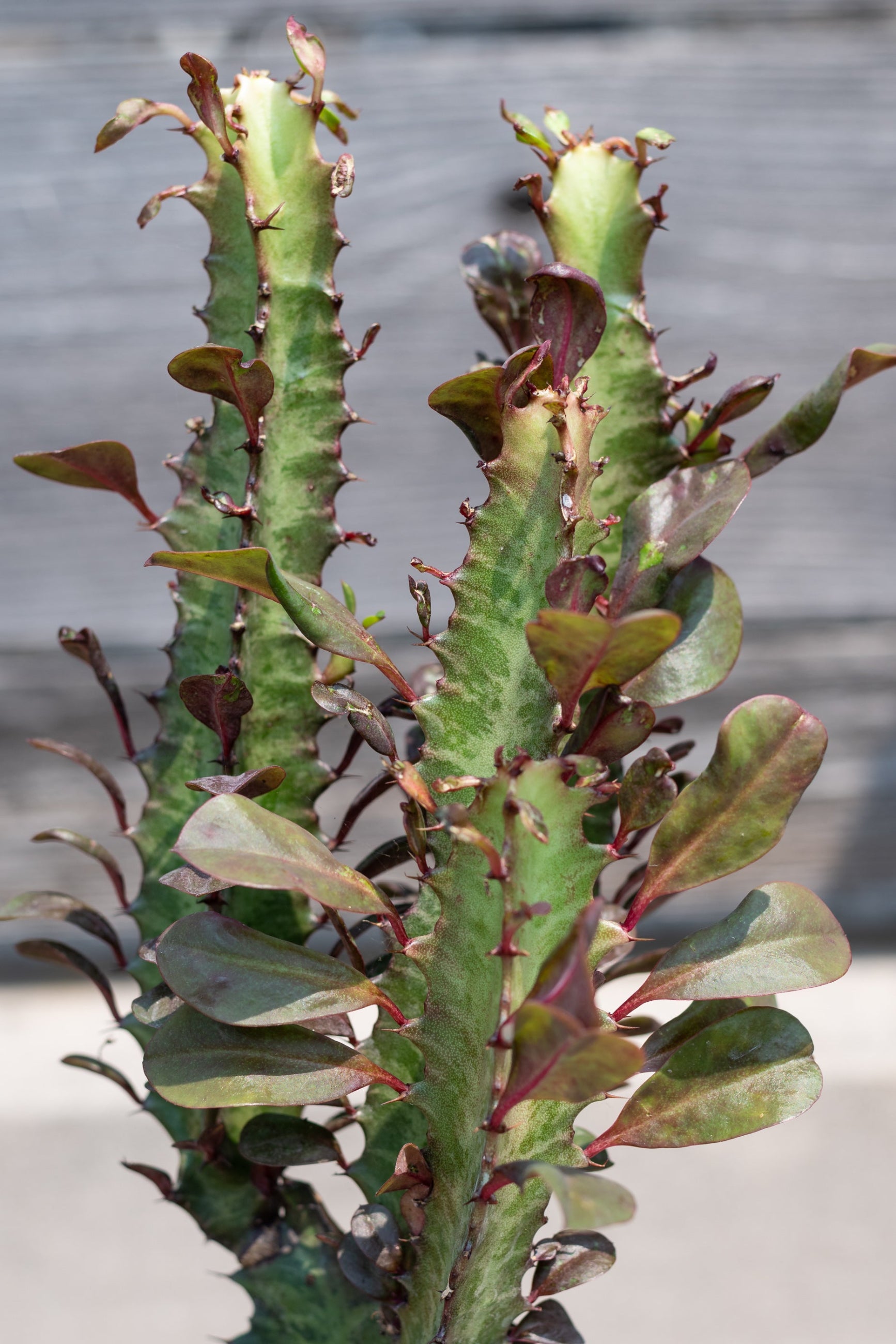 Close up of Euphorbia trigona in front of grey background ©Sprout Home