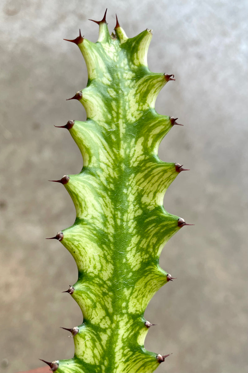 The variegated green and yellow green body of the Euphorbia trigona variegata at Srout Home.