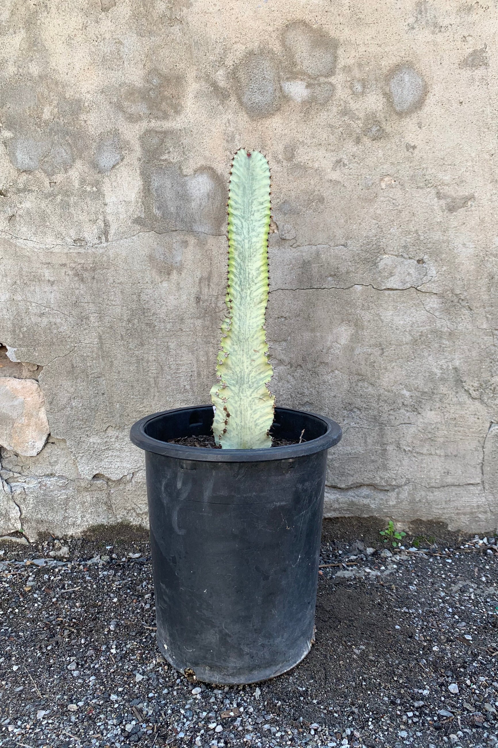 Euphorbia ammack plant in a 5 gallon growers pot. ©Sprout Home