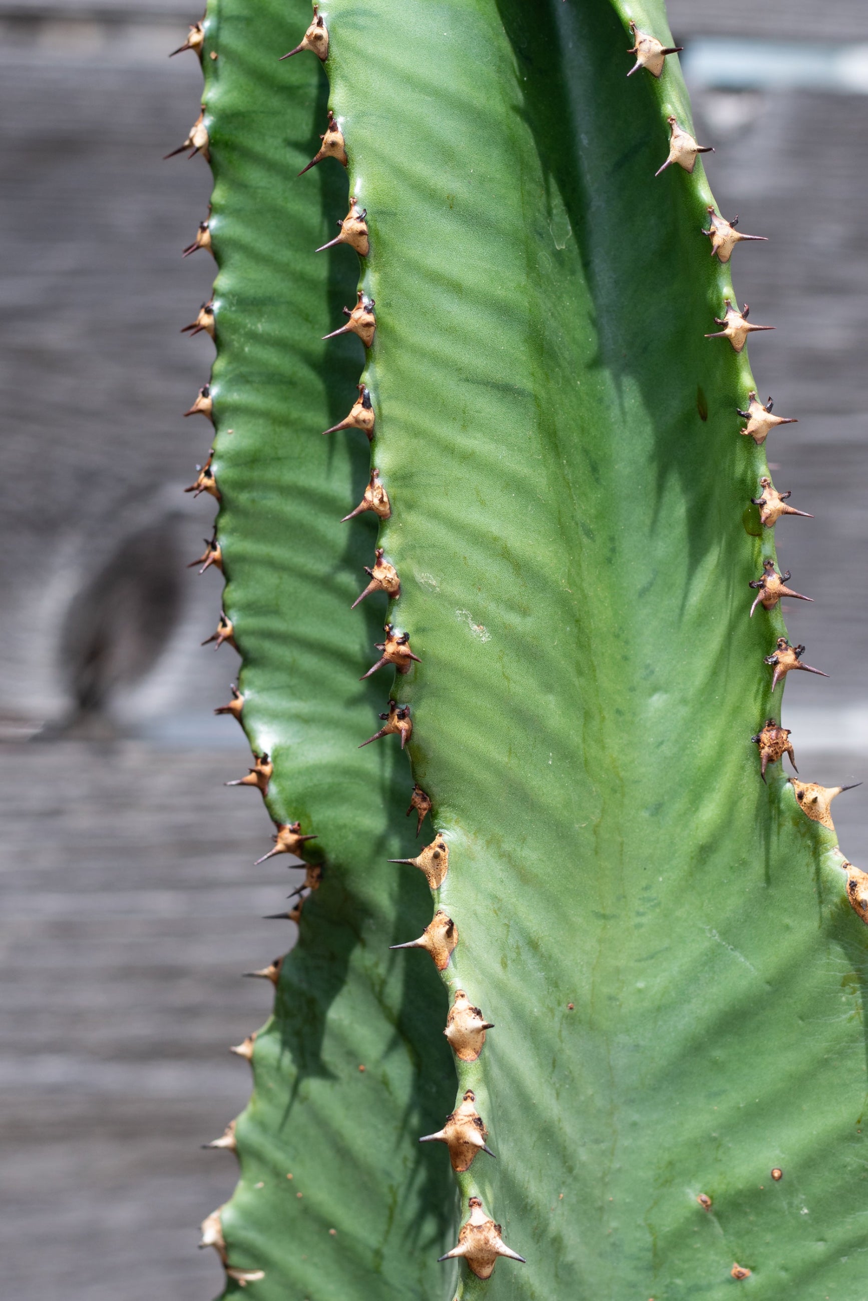 Euphorbia ammak detail in front of grey background ©Sprout Home
