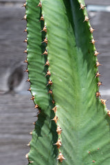 Euphorbia ammak detail in front of grey background