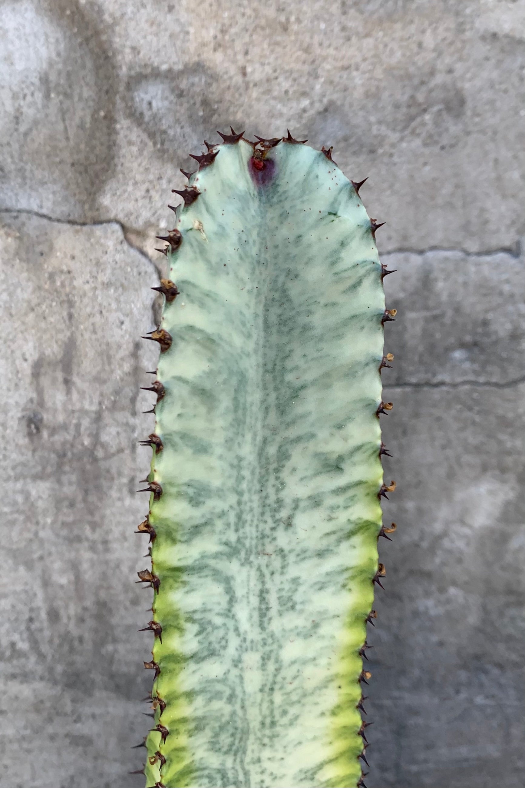 The pale variegation of the Euphorbia ammak plant.  ©Sprout Home