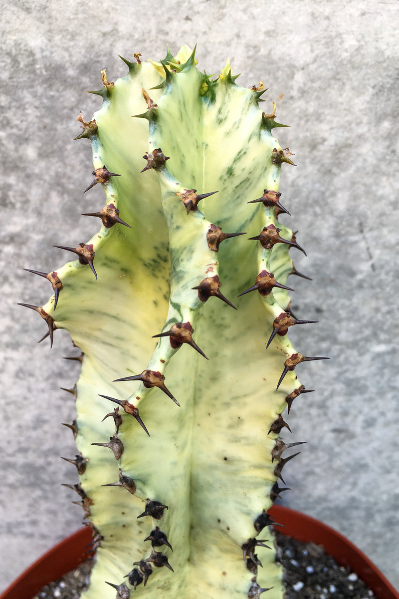 Close up of Euphorbia ammak 