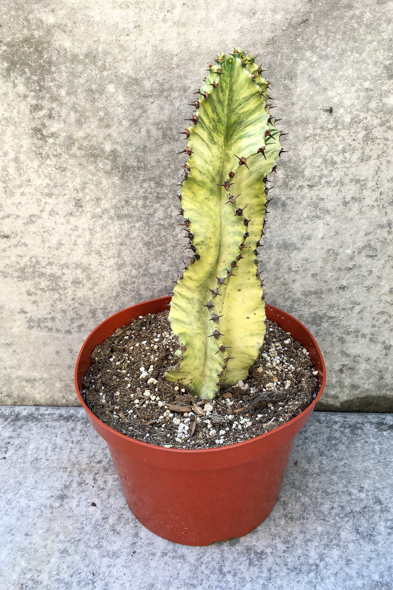 Euphorbia ammak in front of grey background