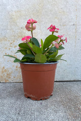 Euphorbia milii "Crown of Thorns" 5" brown growers pot with green leaves with bright pink floral blooms.