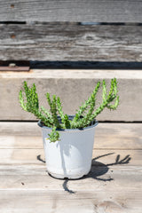 Euphorbia flanagani in grow pot in front of grey wood background