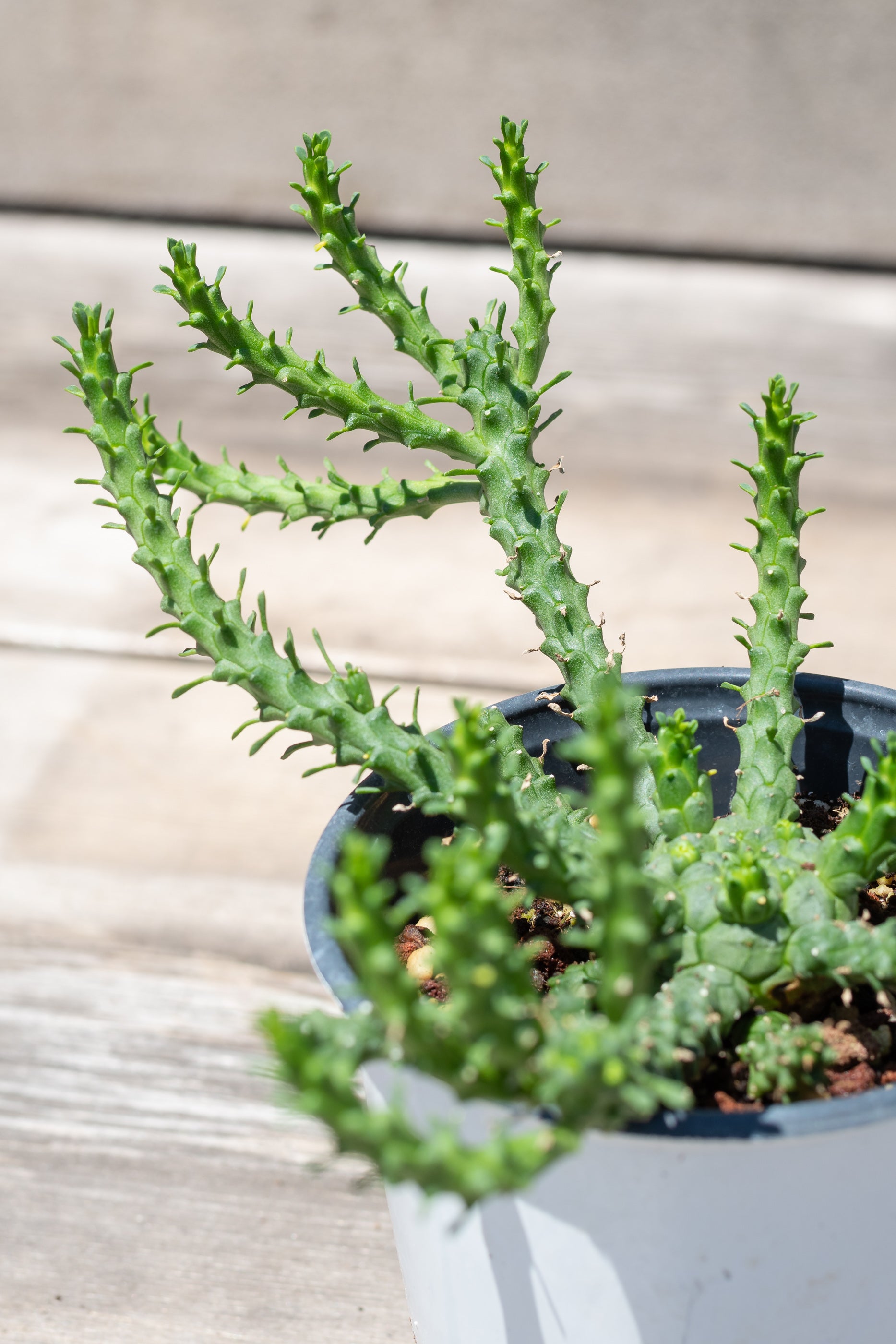 Close up of Euphorbia flanagani spines