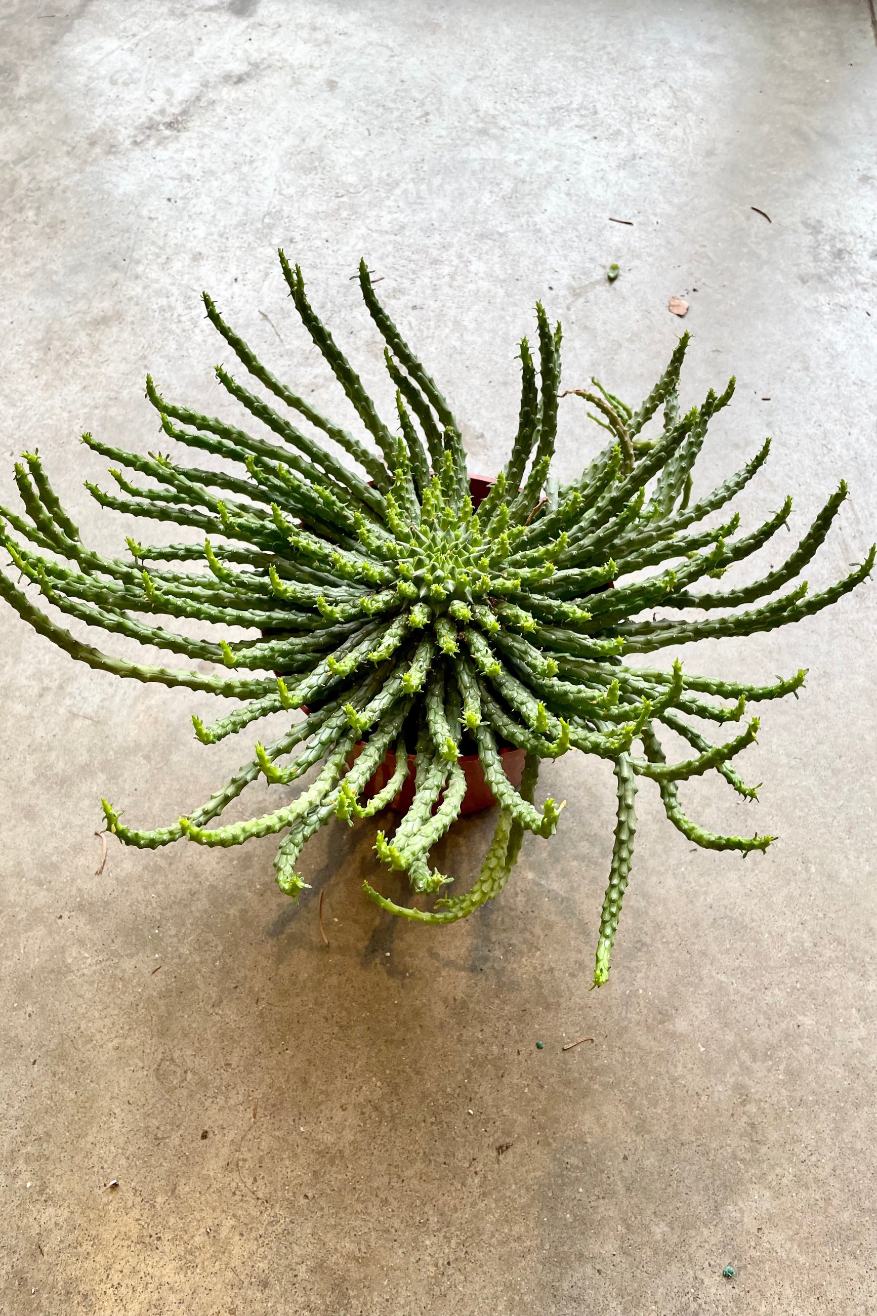 Euphorbia 'Medusa Head' in a 6" growers pot extended out of the pot and sitting on a concrete floor at Sprout Home.  ©Sprout Home