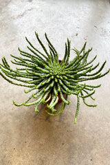 Euphorbia 'Medusa Head' in a 6" growers pot extended out of the pot and sitting on a concrete floor at Sprout Home. 