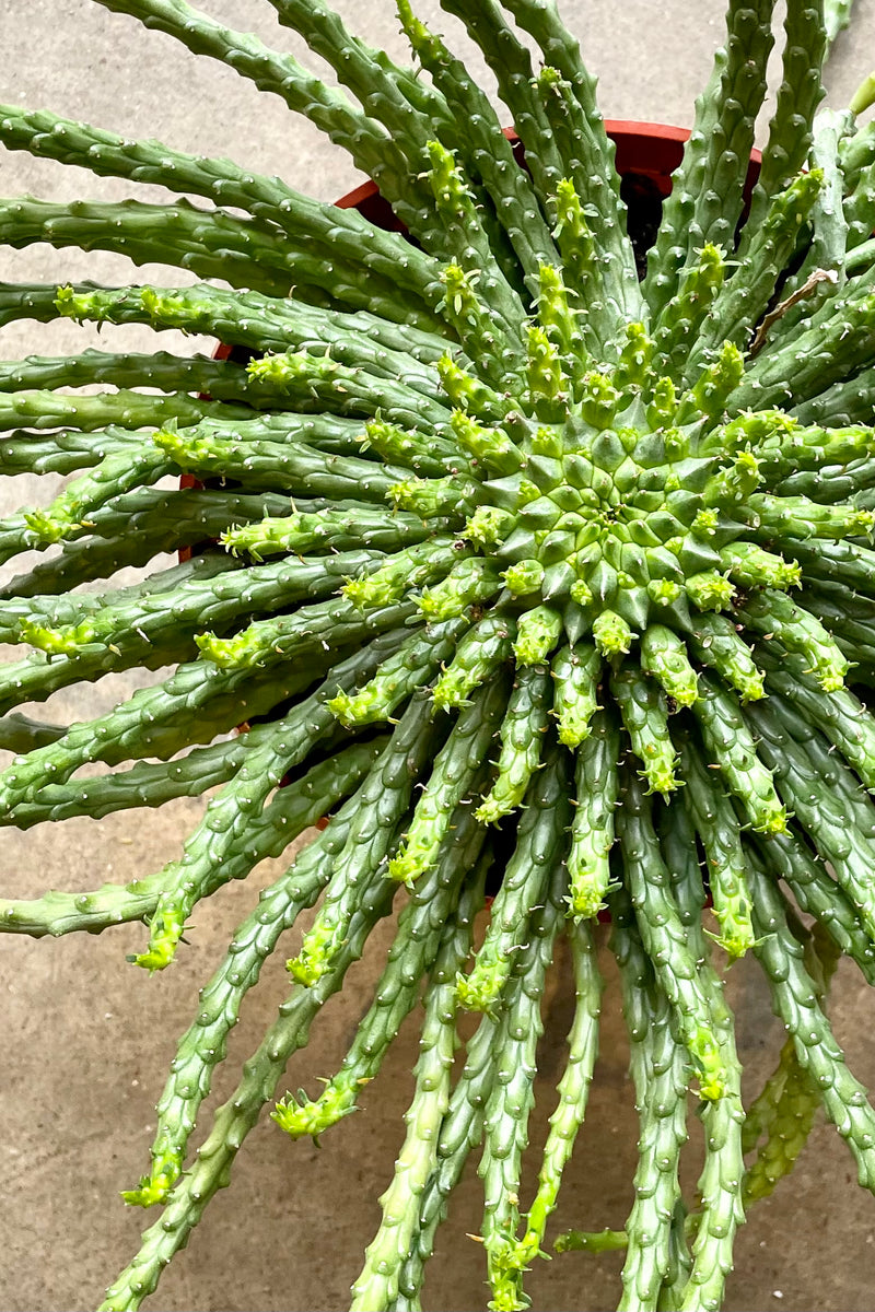 Detail photo of the body of the Euphorbia 'Medusa Head' showing it from above it all its glory at Sprout Home. 