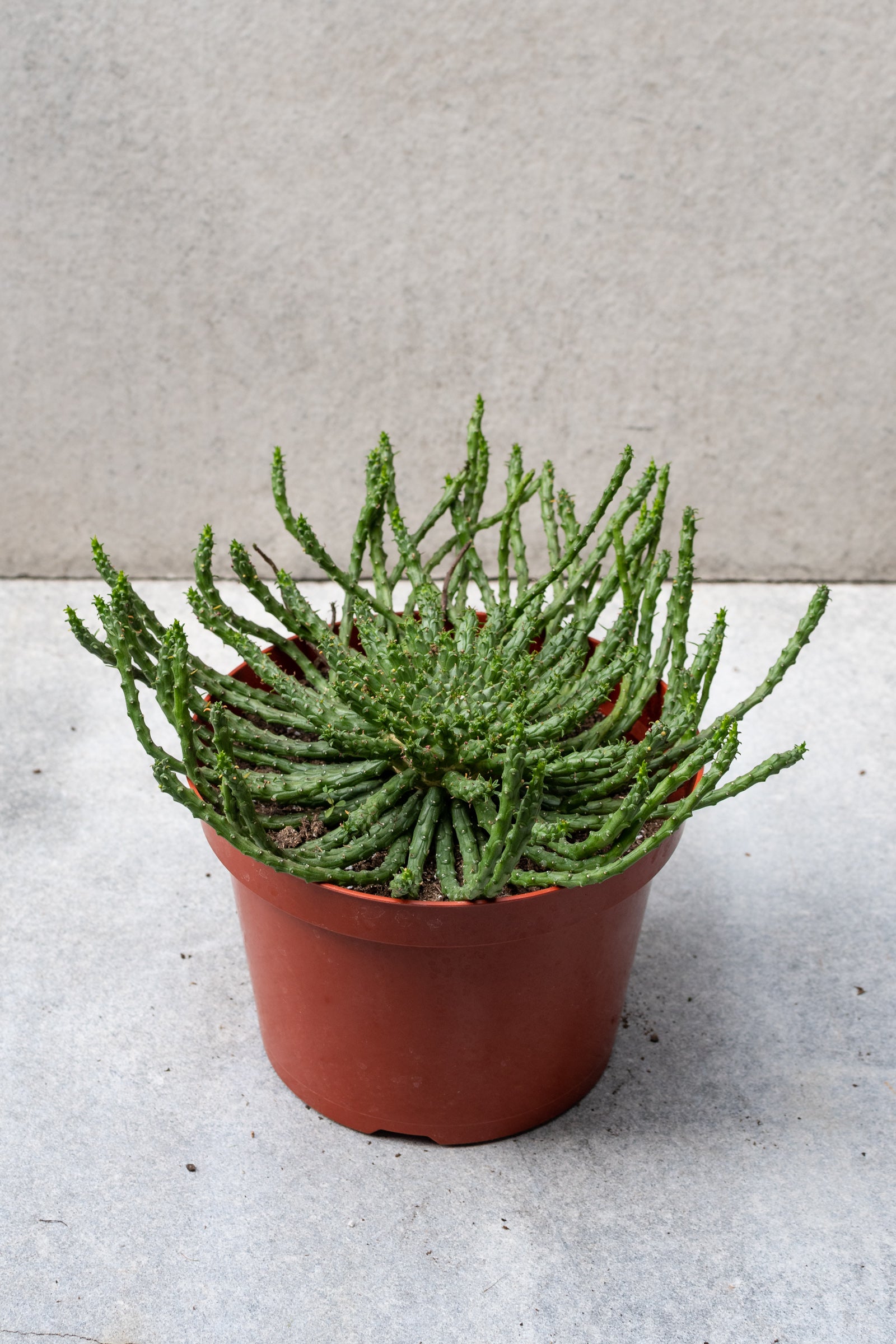 Euphorbia "Medusa Head" plant in an 8" growers pot. 