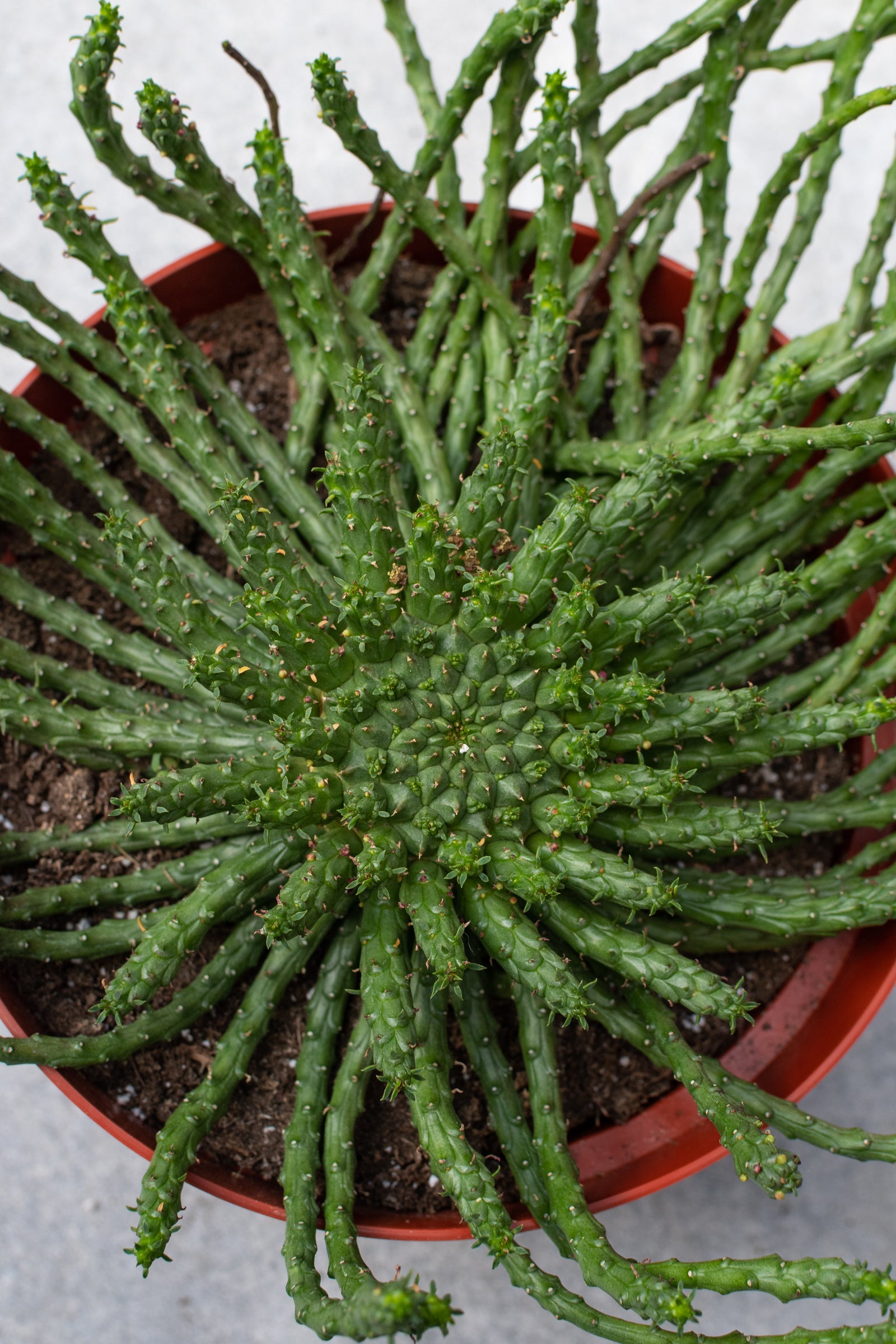Medusa Head plant pictured from above.  