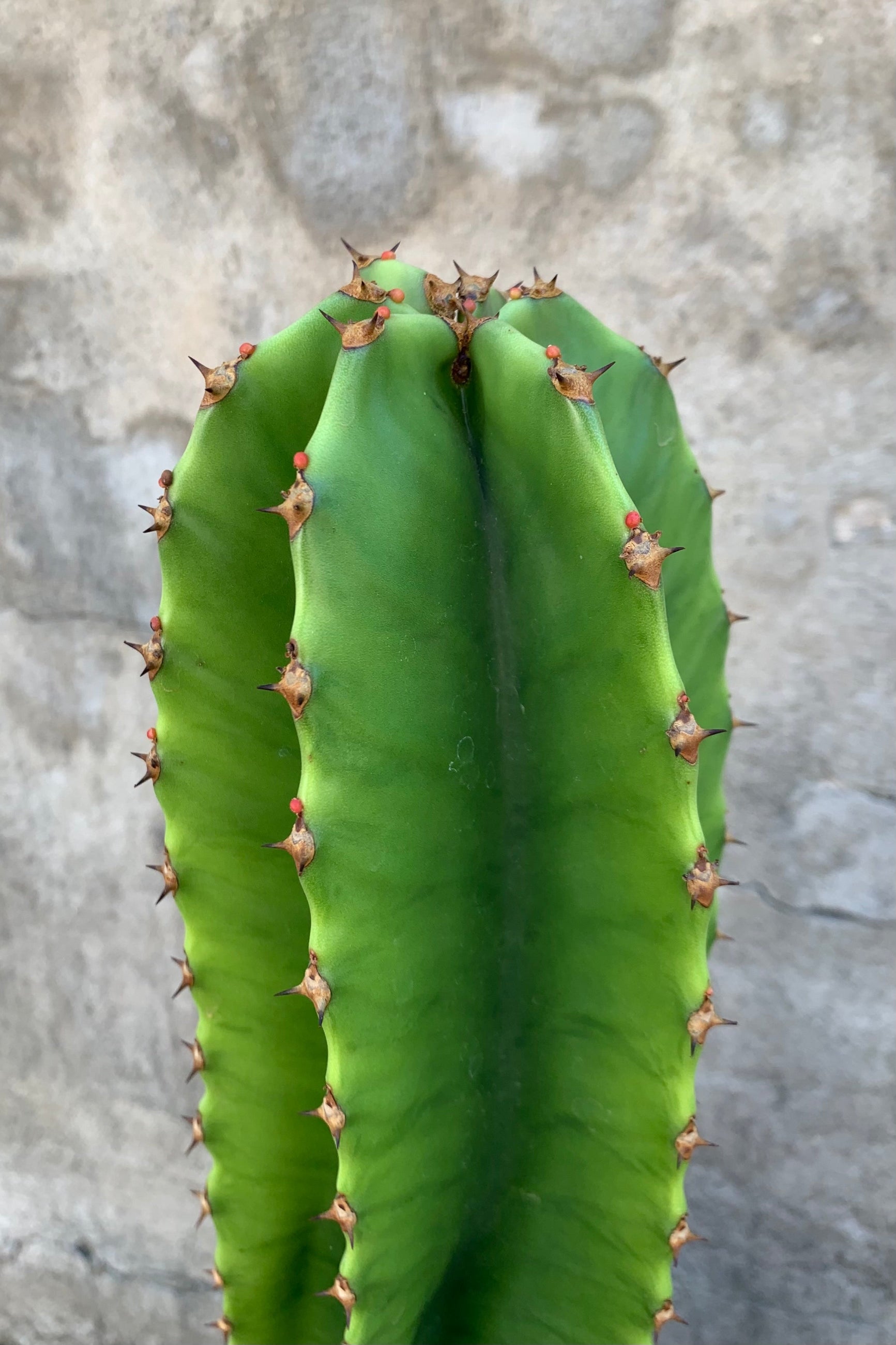 close up of tranditional looking cactus tip ©Sprout Home