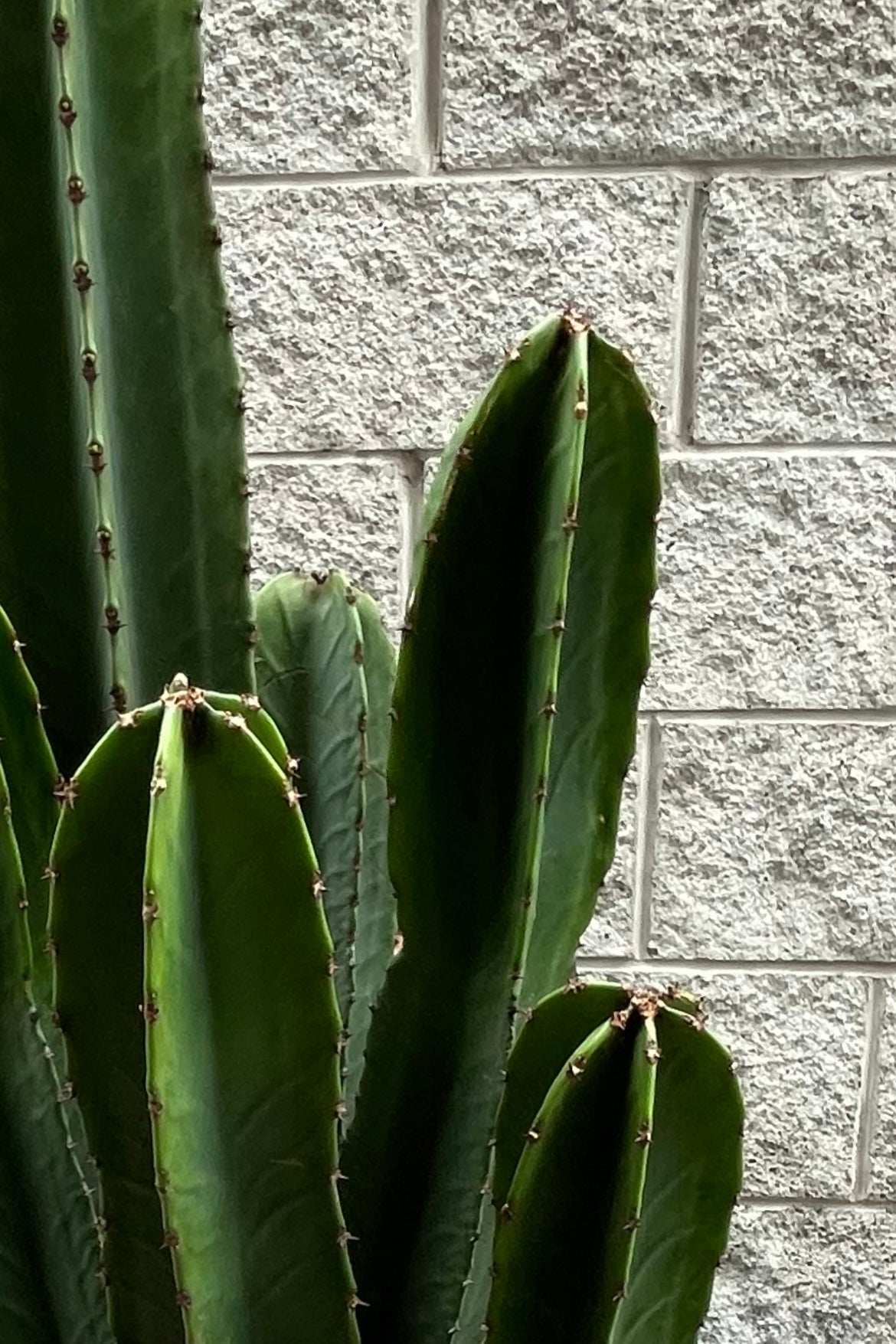 Photo of dark green columns of Euphorbia ingens against a gray brick wall