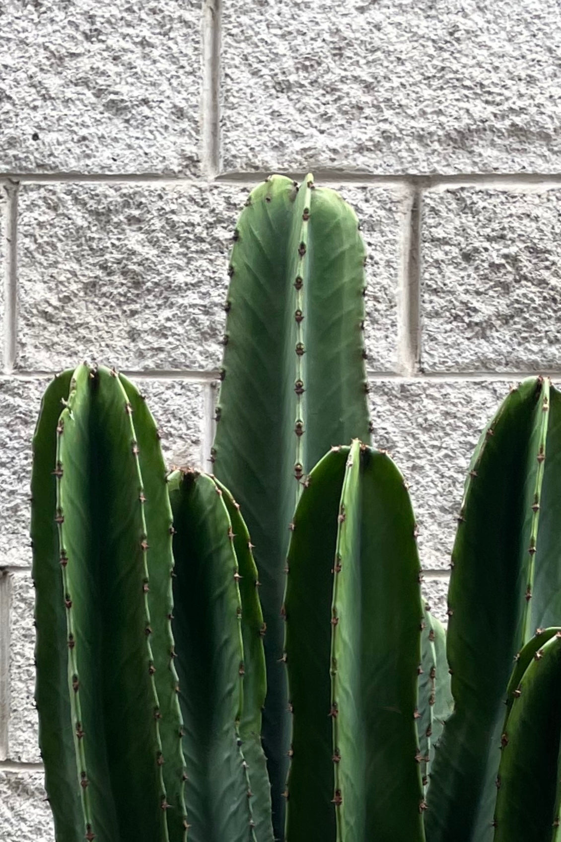 Photo of dark green columns of Euphorbia ingens against a gray brick wall