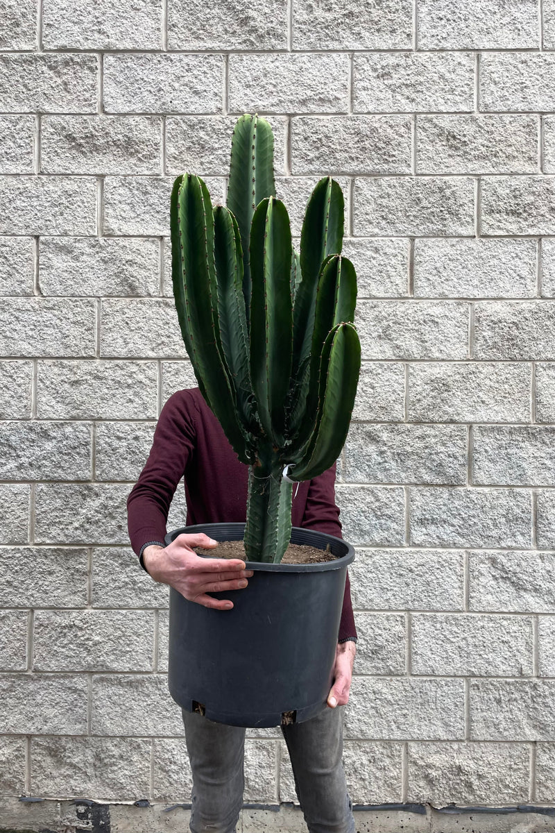 Photo of a person holding Euphorbia ingens with dark green cactus against a gray brick wall.