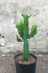 Euphorbia lactea in grow pot in front of concrete wall