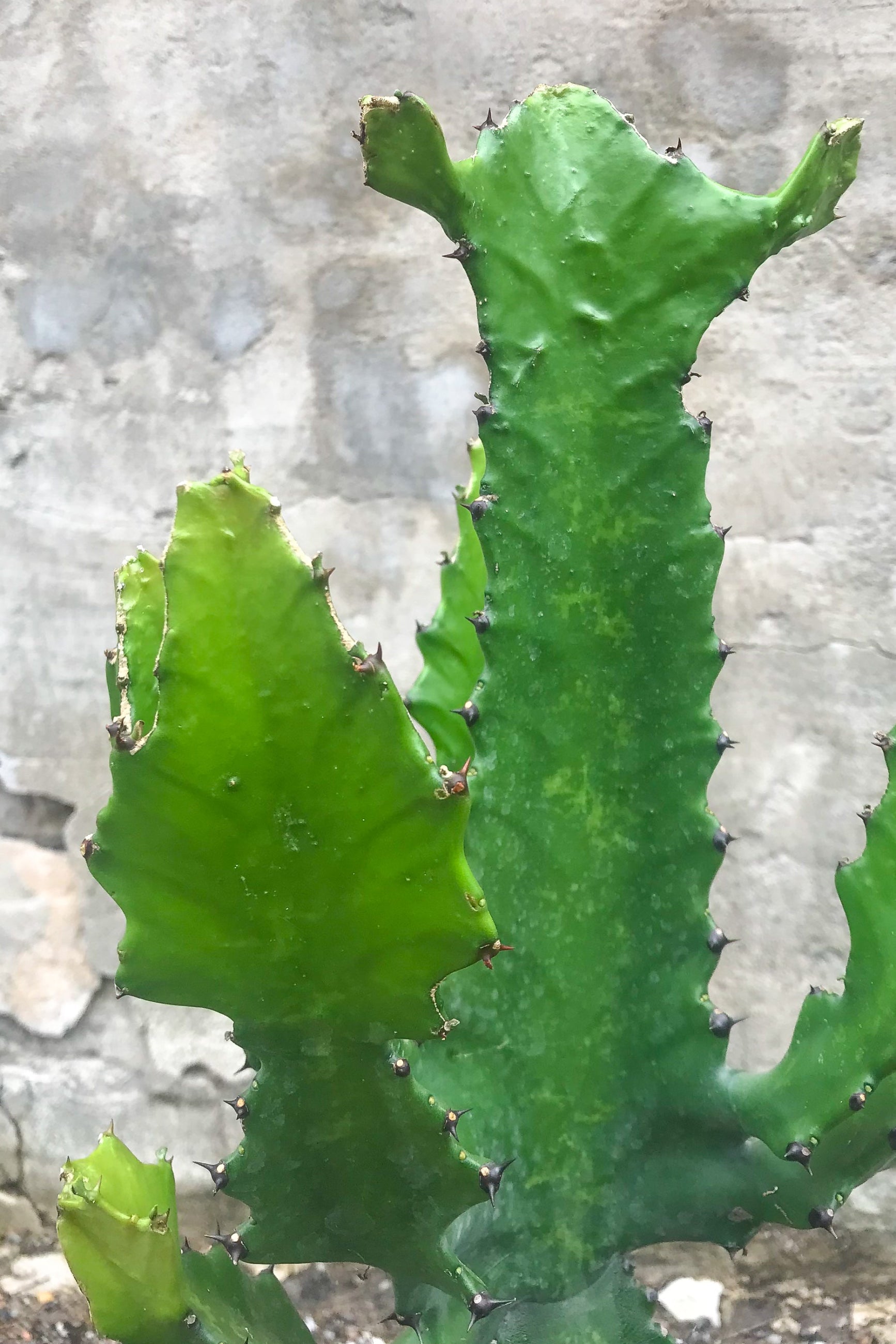 Close up of Euphorbia lactea in front of concrete wall ©Sprout Home