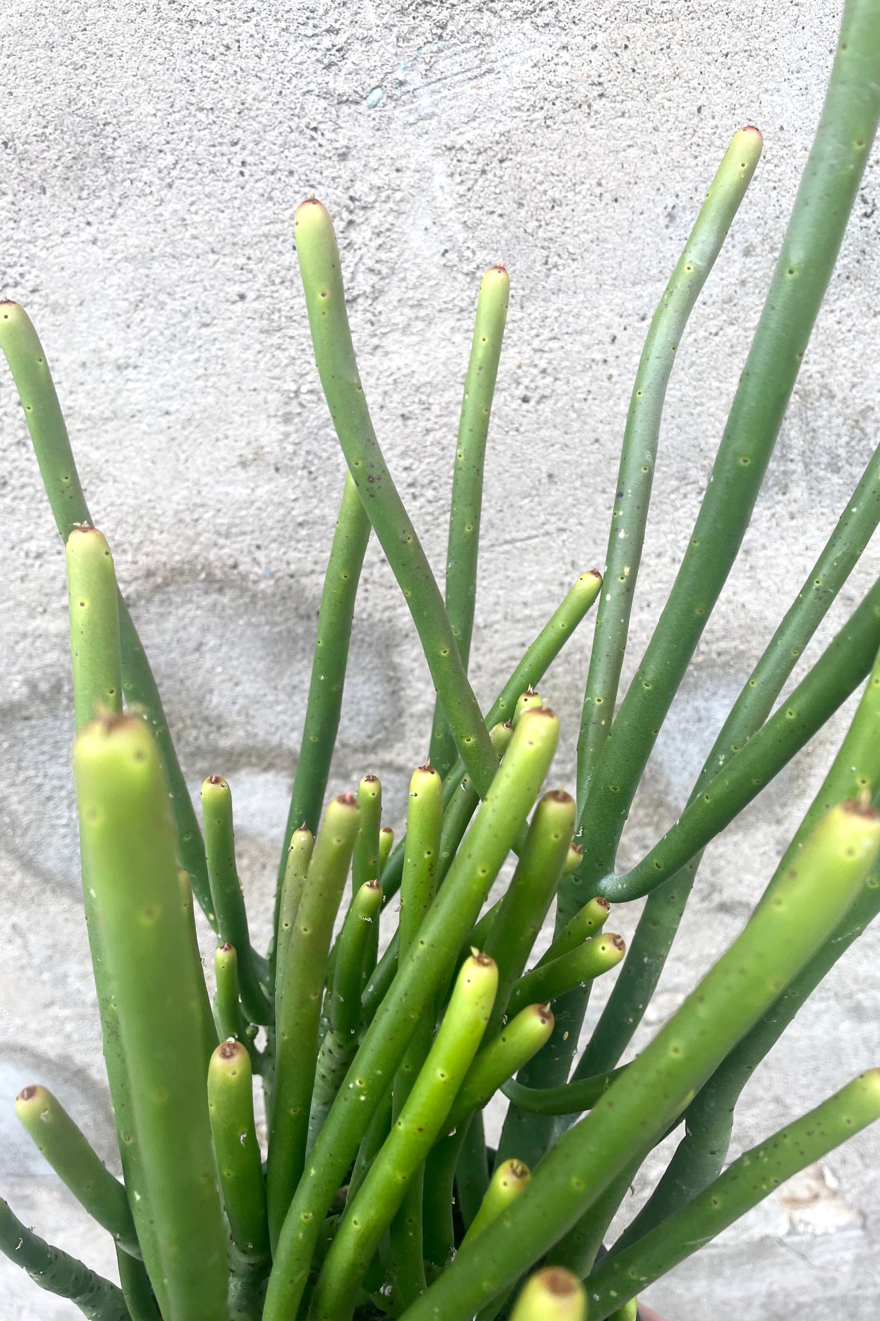 A detailed view of Euphorbia leucodendron 6" against concrete backdrop ©Sprout Home