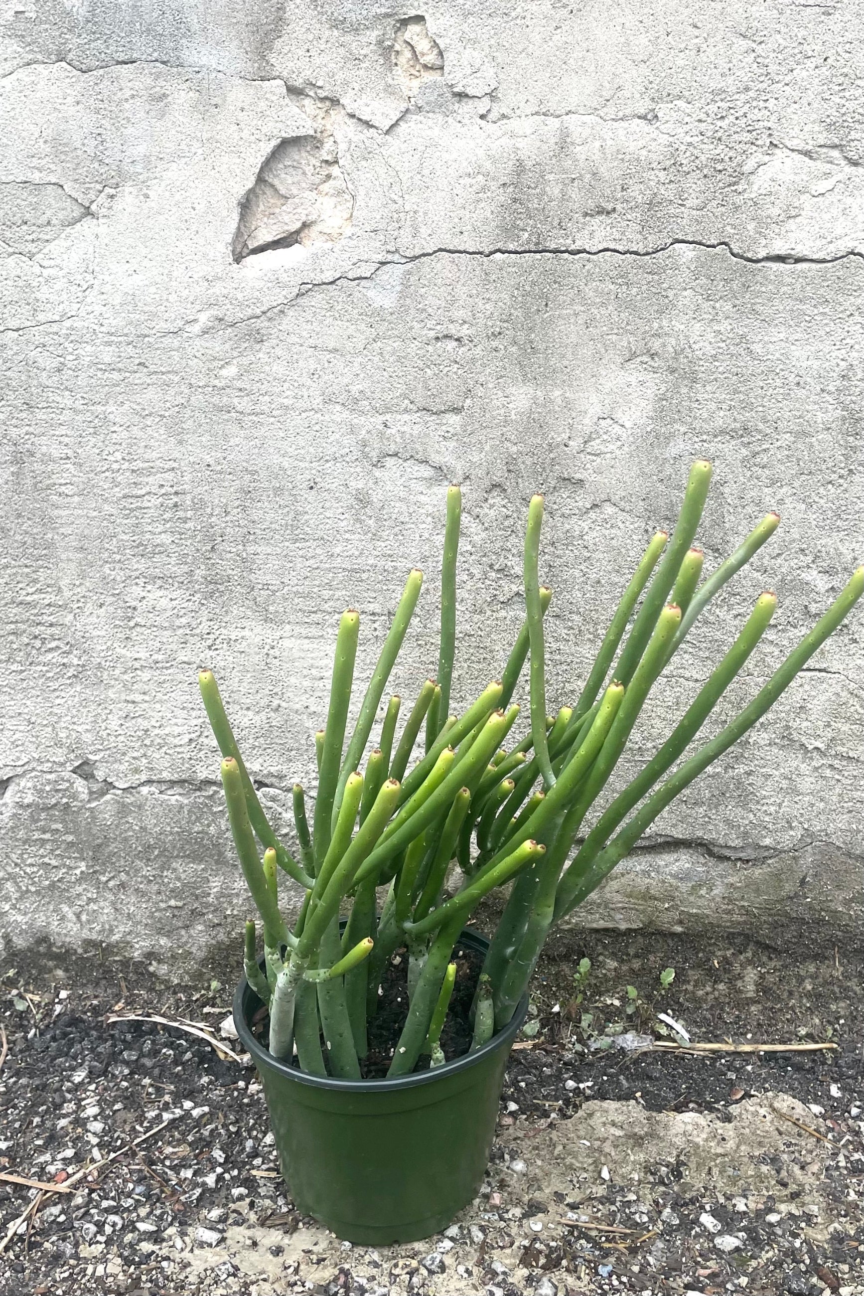 A full view of Euphorbia leucodendron 6" in grow pot against concrete backdrop ©Sprout Home 