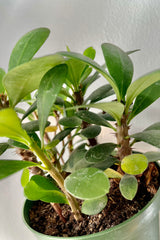 A detailed shot of the foliage of the Euphorbia milii "Crown of Thorns".