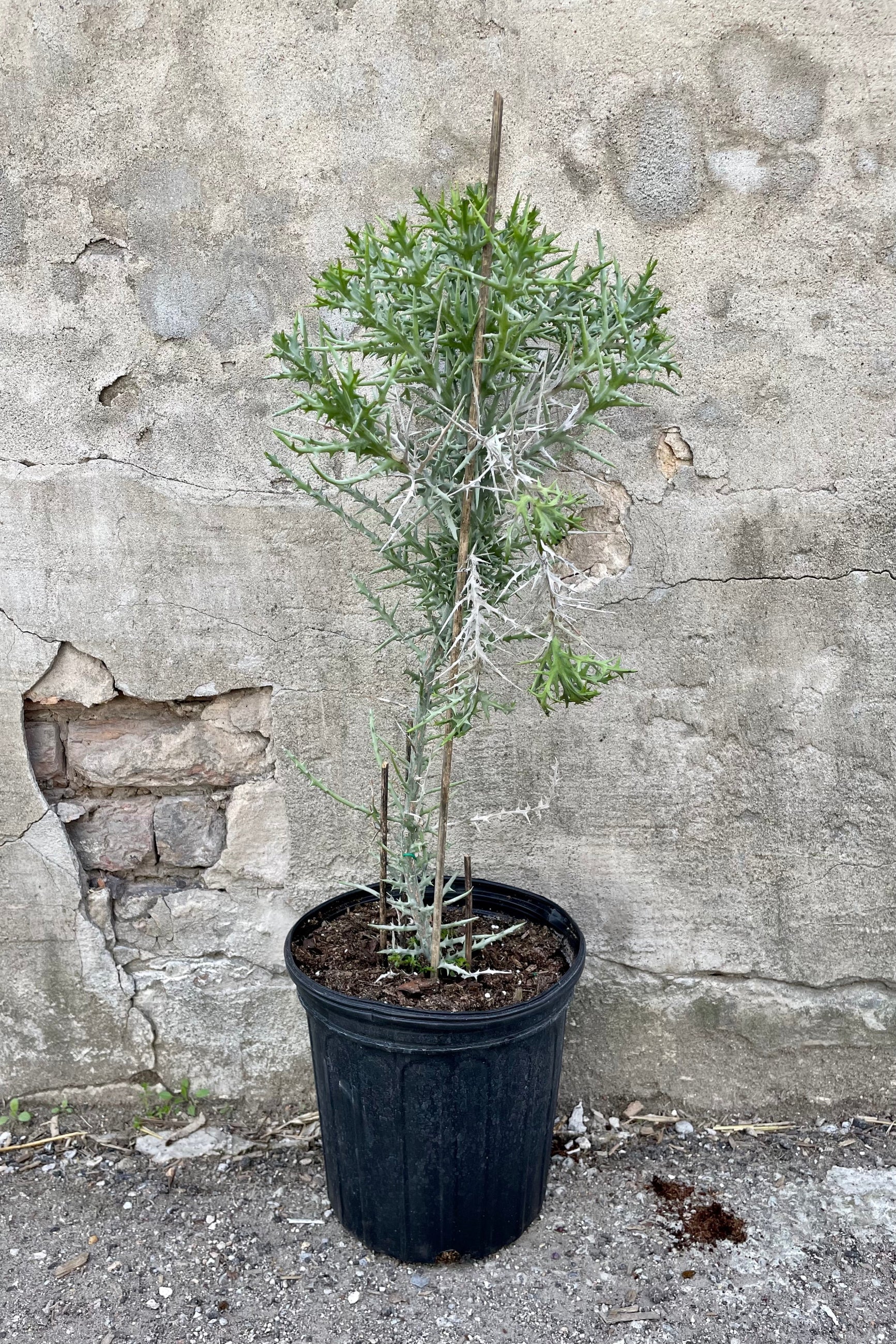 Euphorbia stenoclada "Silver Thicket" 10" black growers pot with thorny thicket plant against a grey wall ©Sprout Home