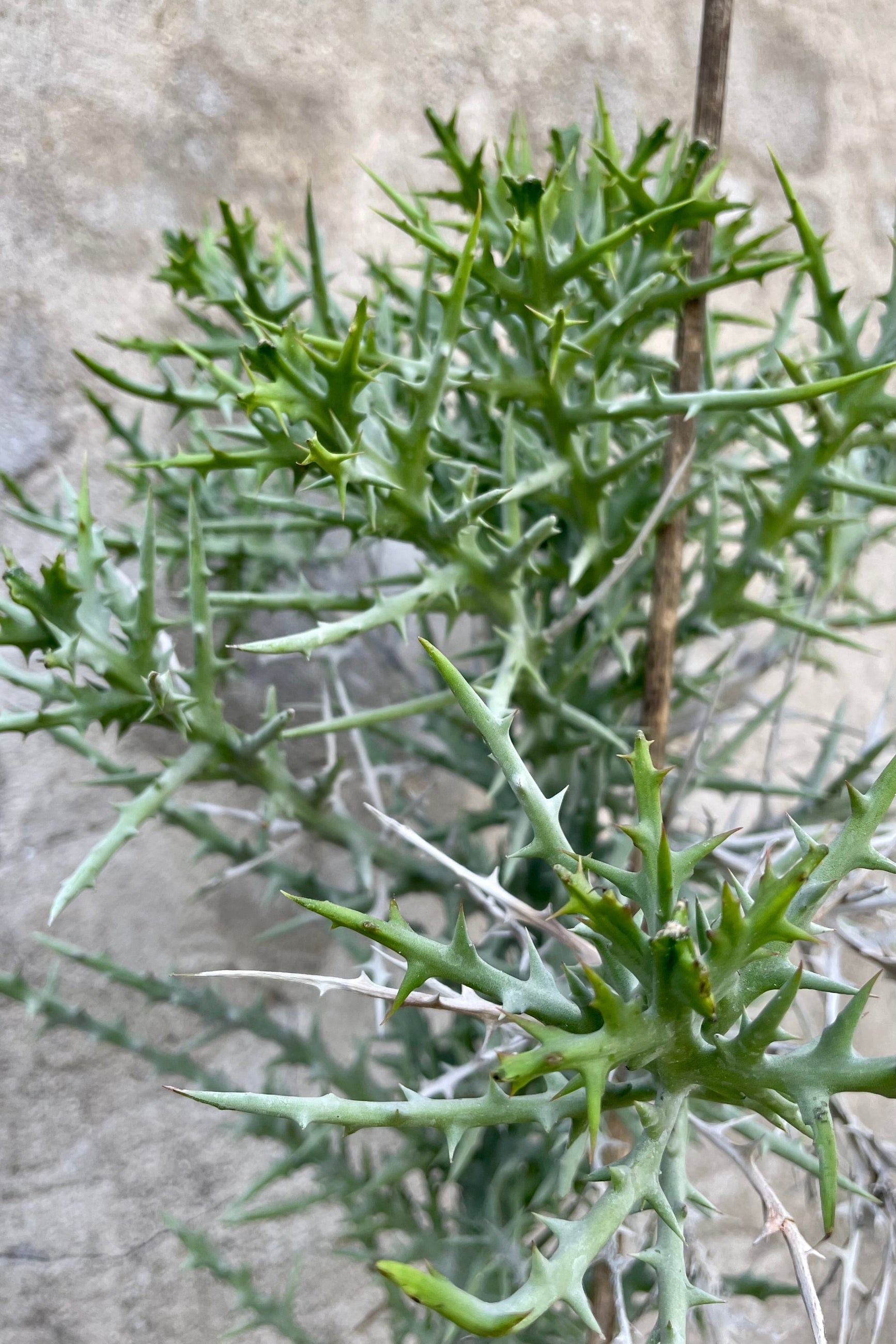 Detail of Euphorbia stenoclada "Silver Thicket" 10" thorny thicket plant against a grey wall ©Sprout Home