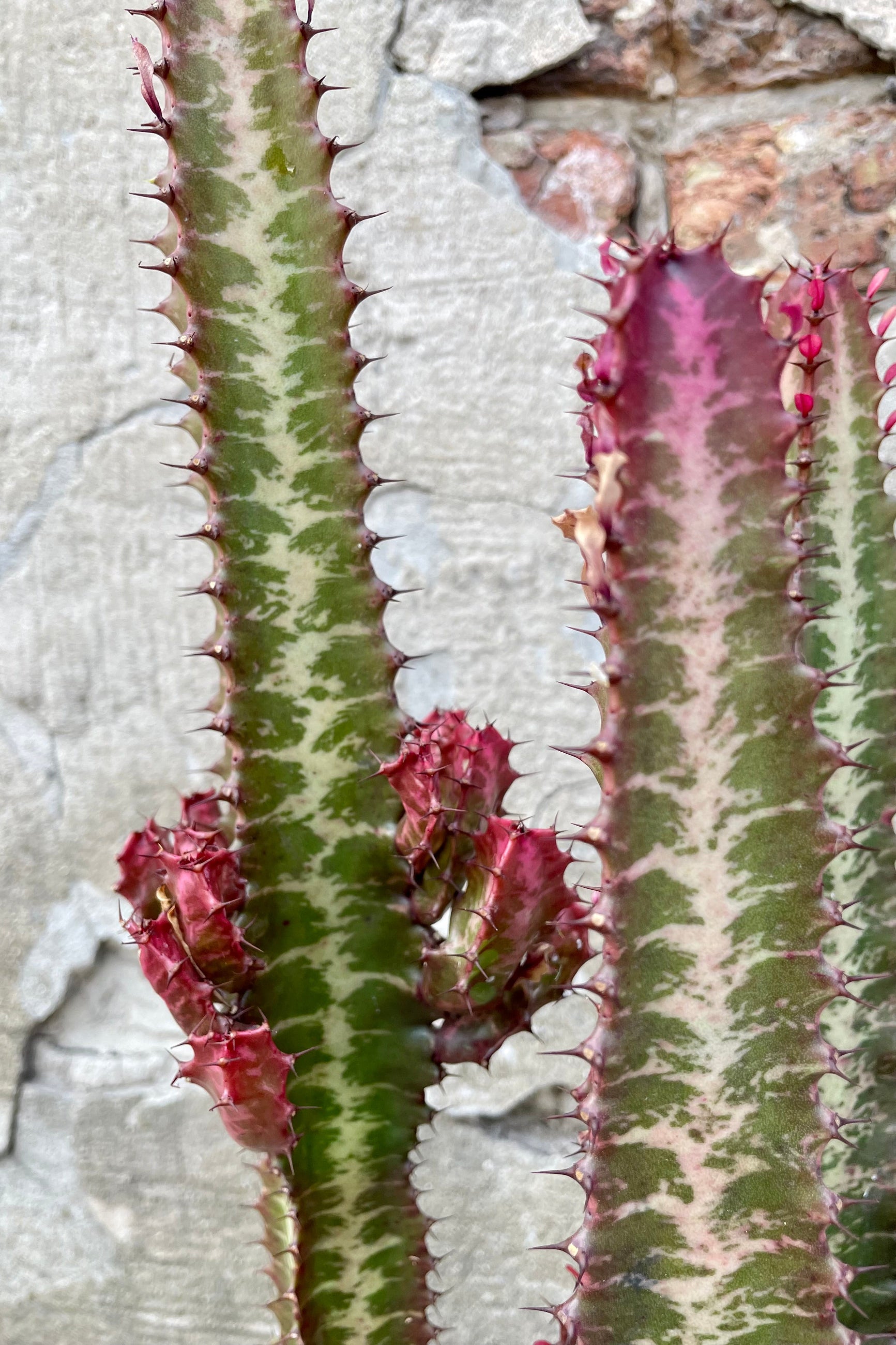 A detailed view of Euphorbia trigona 8" against concrete backdrop ©Sprout Home