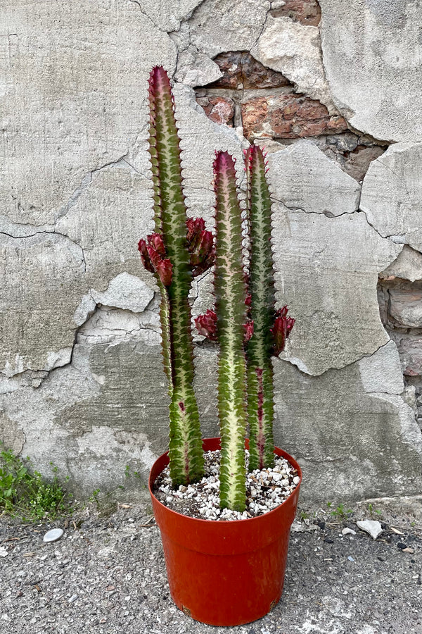 A full view of Euphorbia trigona 8" in grow pot against concrete backdrop