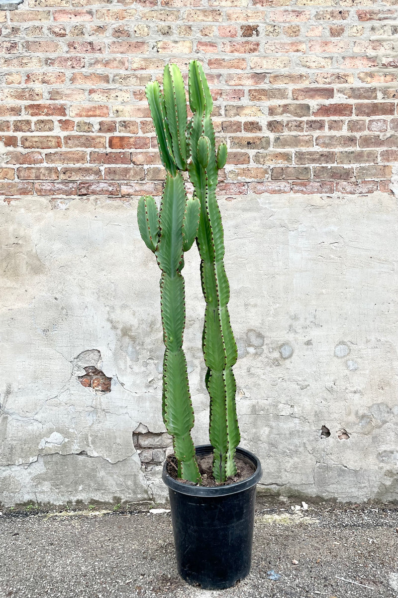Euphorbia ammak #15 black growers pot with bright green cactus against a brick wall 