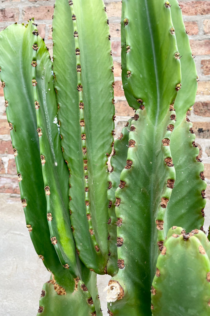 Euphorbia ammak #15 detail of bright green cactus against a brick wall 