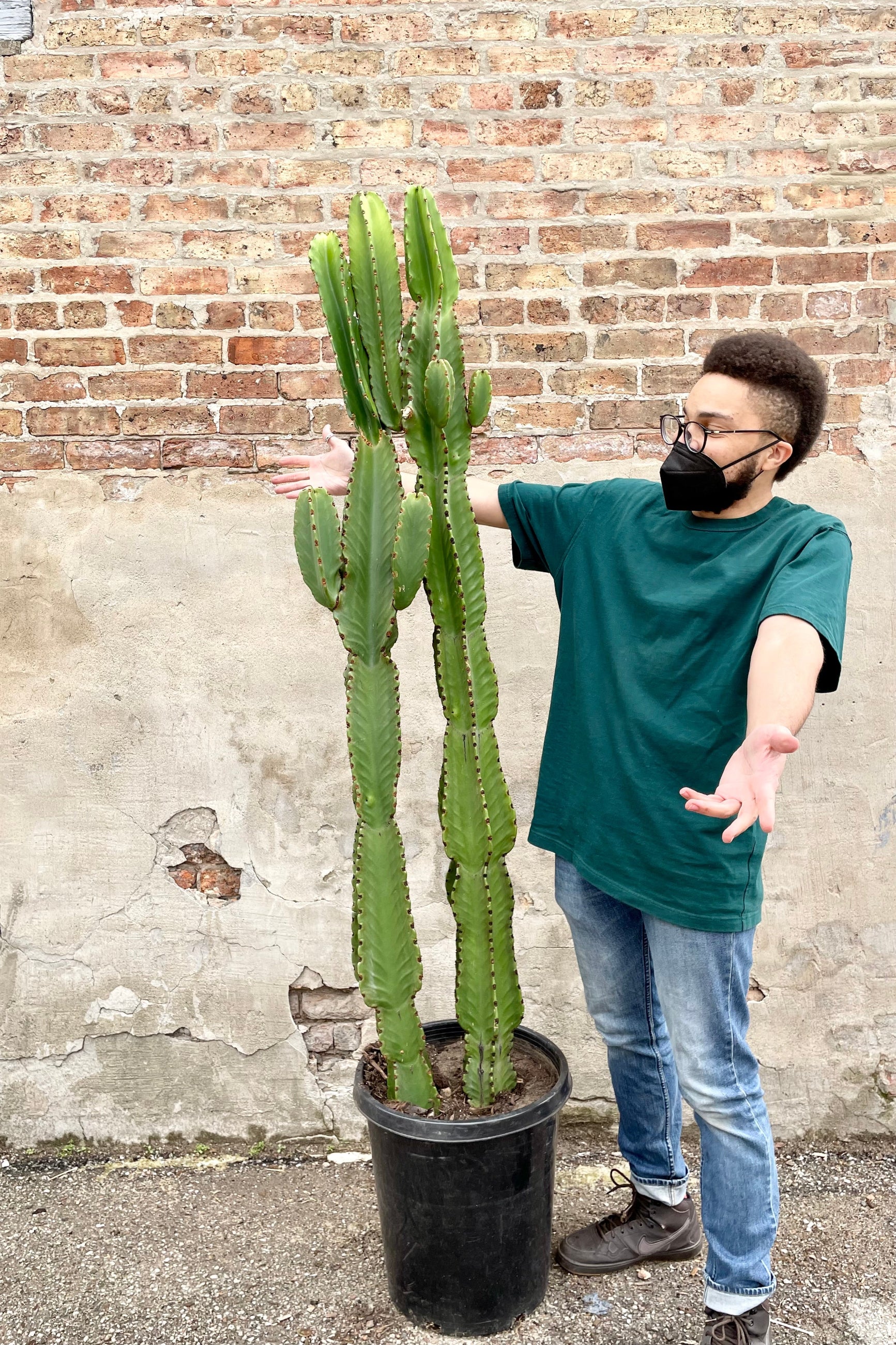 Tristen, one our awesome Sprout Home employees showing of the scale of the Euphorbia ammak in a #15 growers pot against a brick wall with his arms outstretched. ©Sprout Home