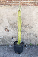 Large Euphorbia ammak potted in front of concrete wall