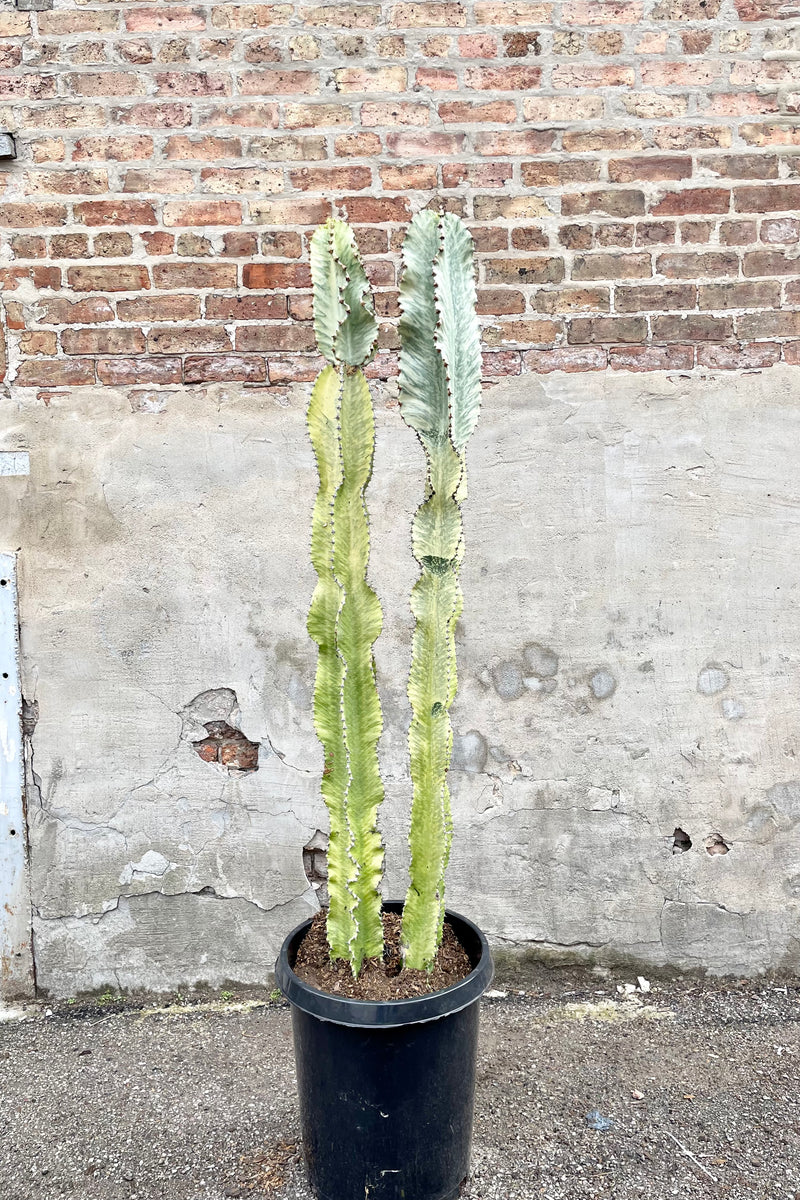 Euphorbia ammak 'Variegata' #15 black growers pot with variegated greenish blue cactus against a brick wall