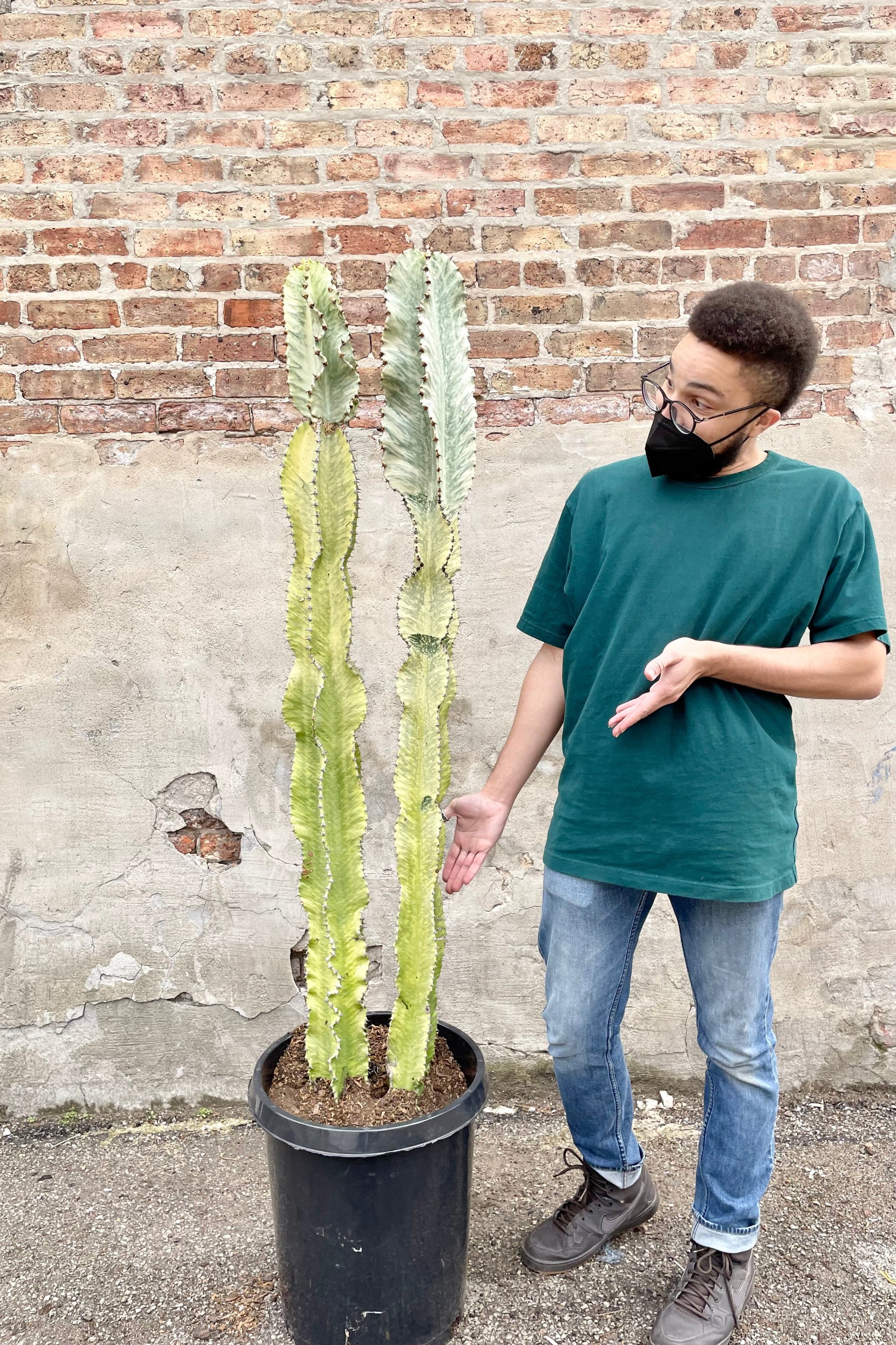 Tristen, an awesome Sprout Home crew member, showing off the impressive scale of the Euphorbia ammak 'Variegata' in a #15 growers pot against a brick wall . ©Sprout Home