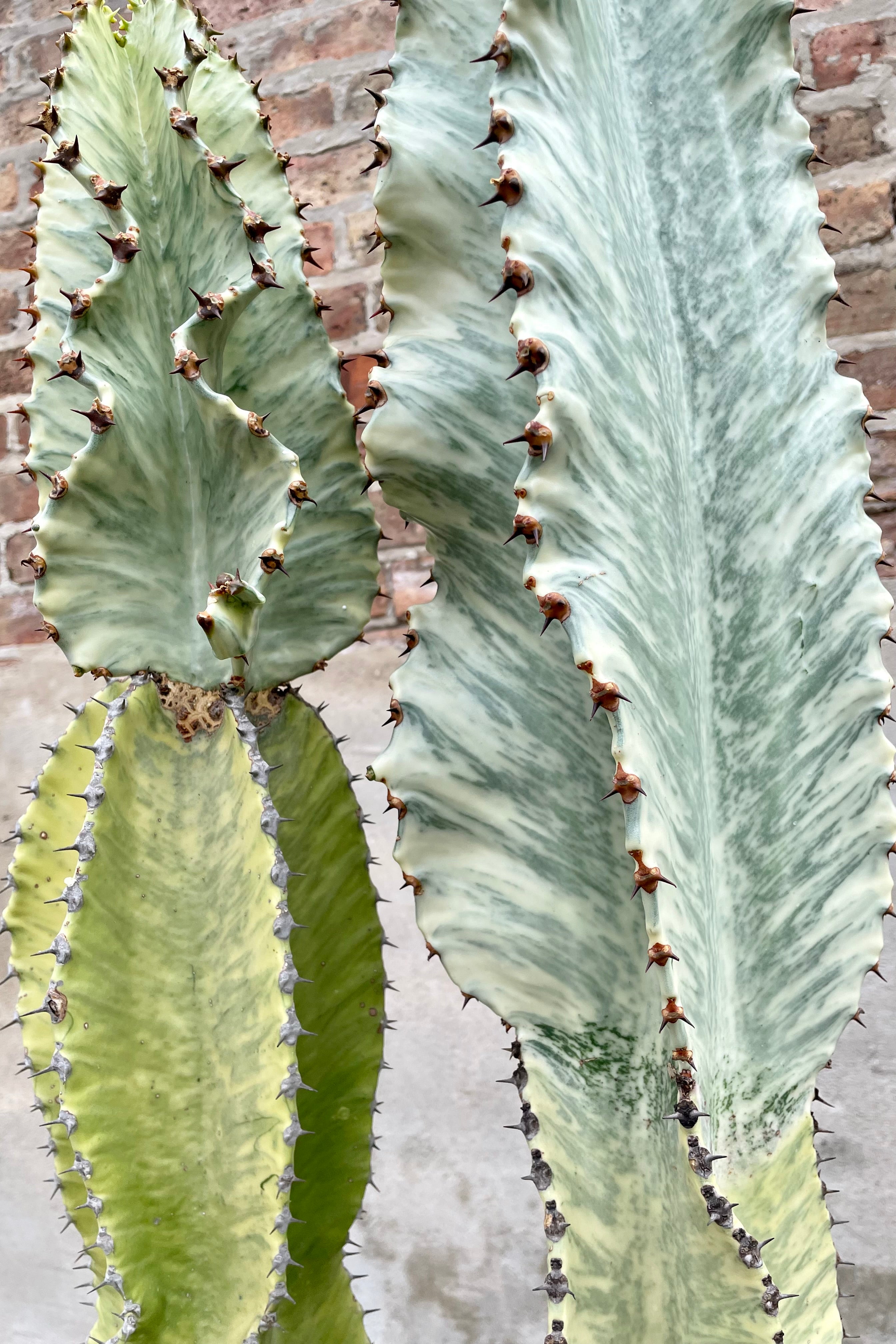 Euphorbia ammak 'Variegata' #15 variegated greenish blue cactus against a brick wall 