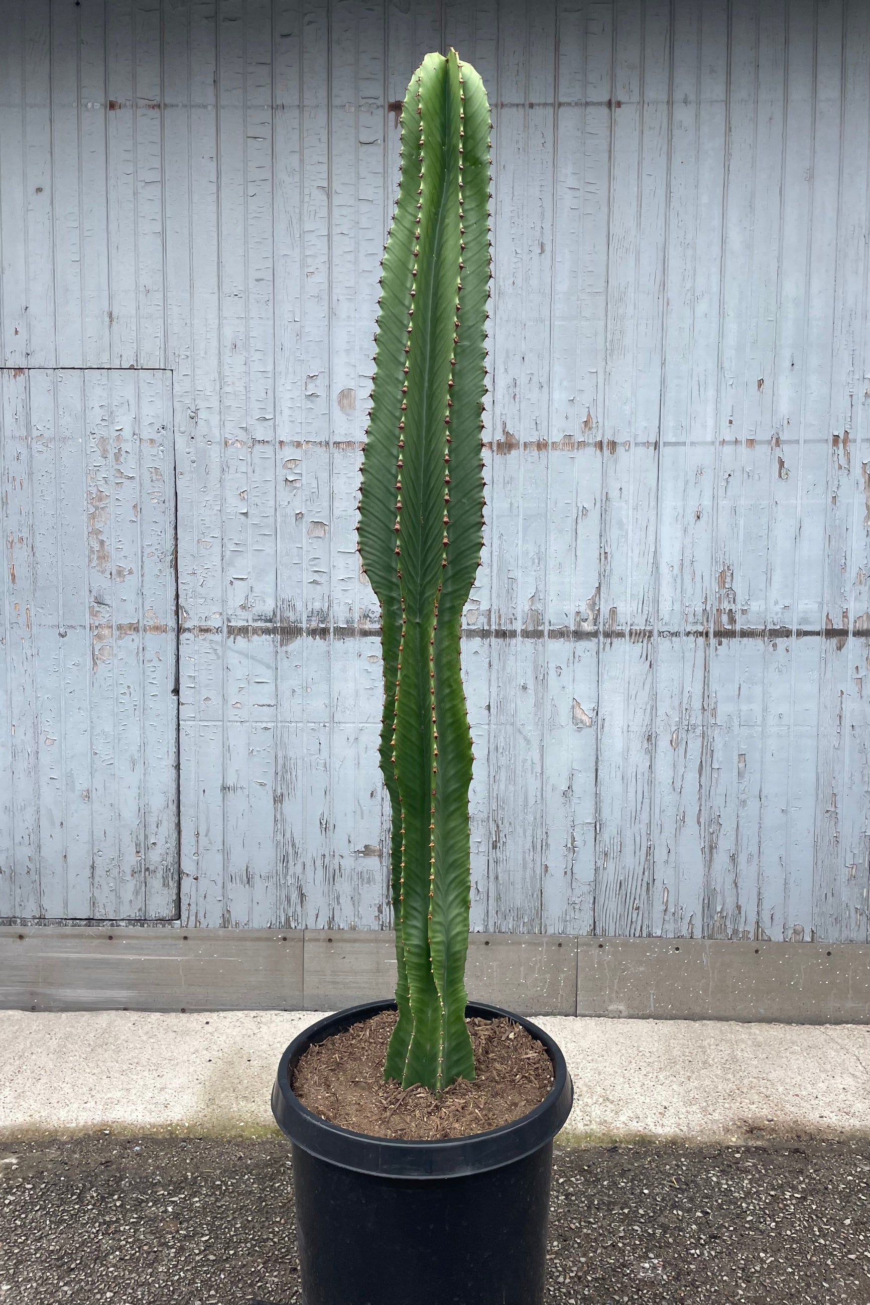 Photo of a Euphorbia 'Chocolate Drop" showing a thick green column against a stone and wood gray wall. ©Sprout Home
