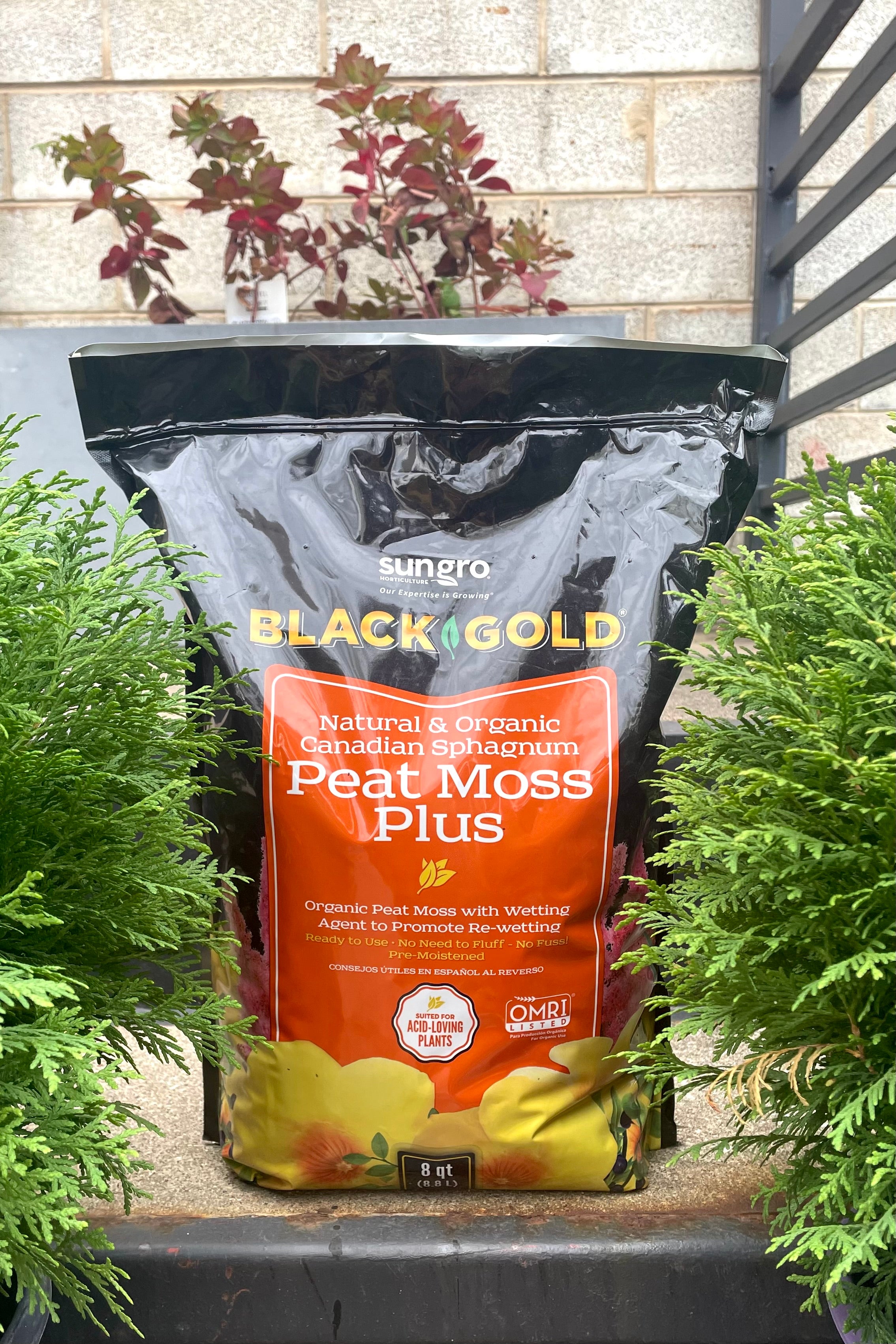 Black Gold Organic Peat Moss 8qt