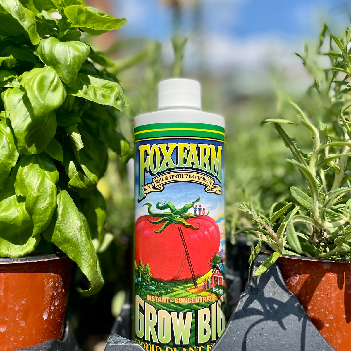 fast growing fertilizer for plants Grow Big Fertilizer FoxFarm 1pint at SPROUT HOME