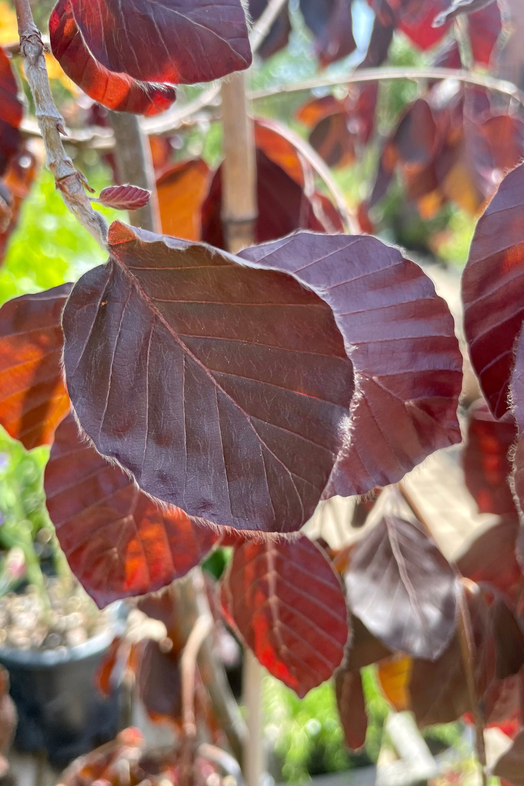 A detail picture of the bronze burgundy leaves of the Fagus 'Purple Fountain' tree the end of May at Sprout Home. ©Sprout Home 