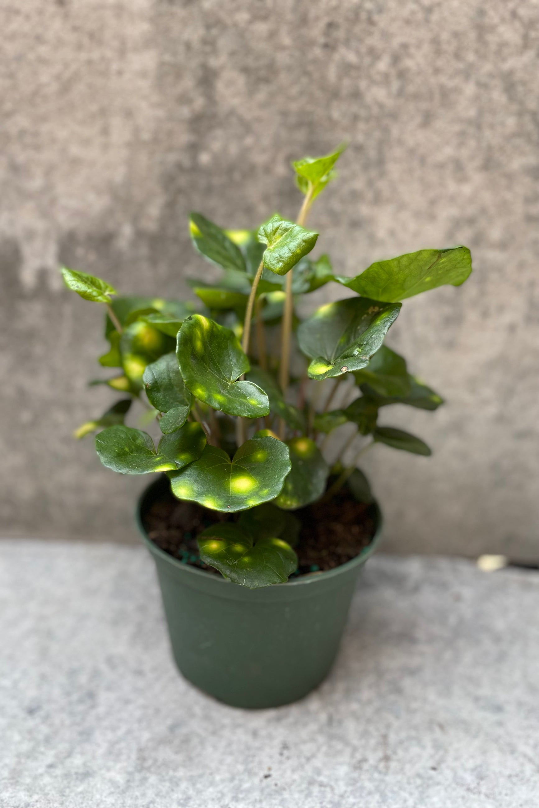 Farfugium japonicum 'Firefly' 6