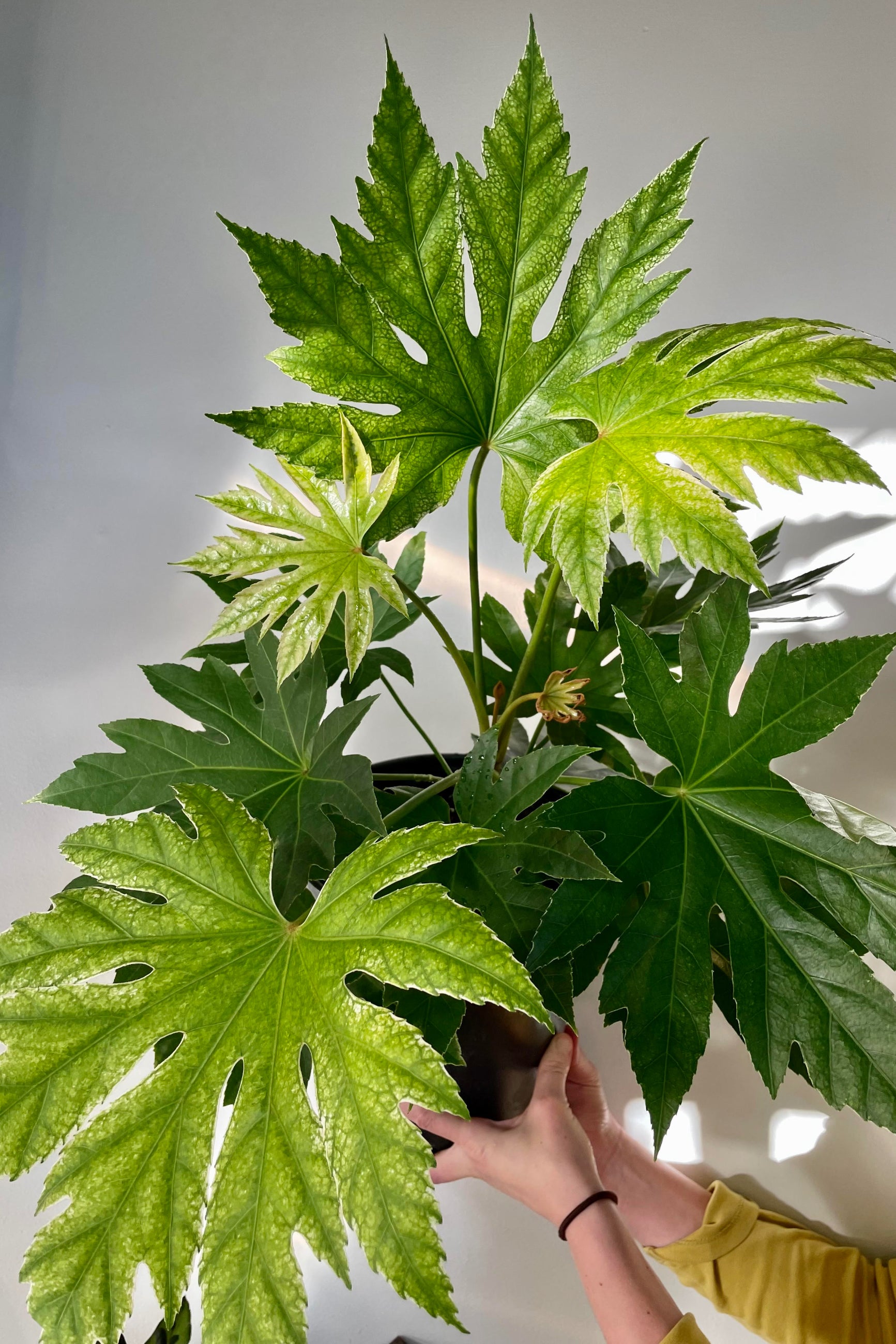 The Fatsia japonica 8" is held against a white backdrop. ©Sprout Home