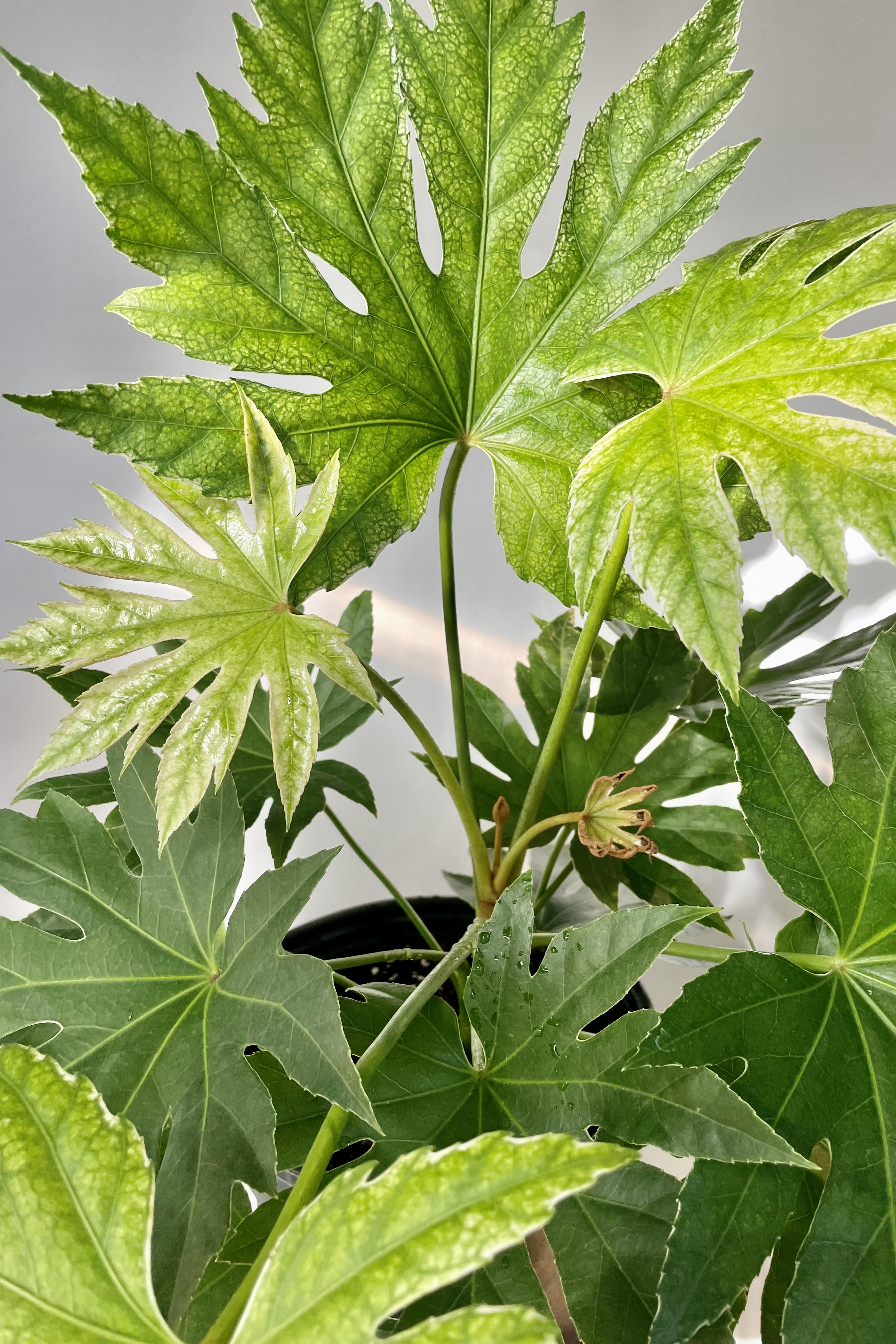A detailed look at the Fatsia Japonica 8".